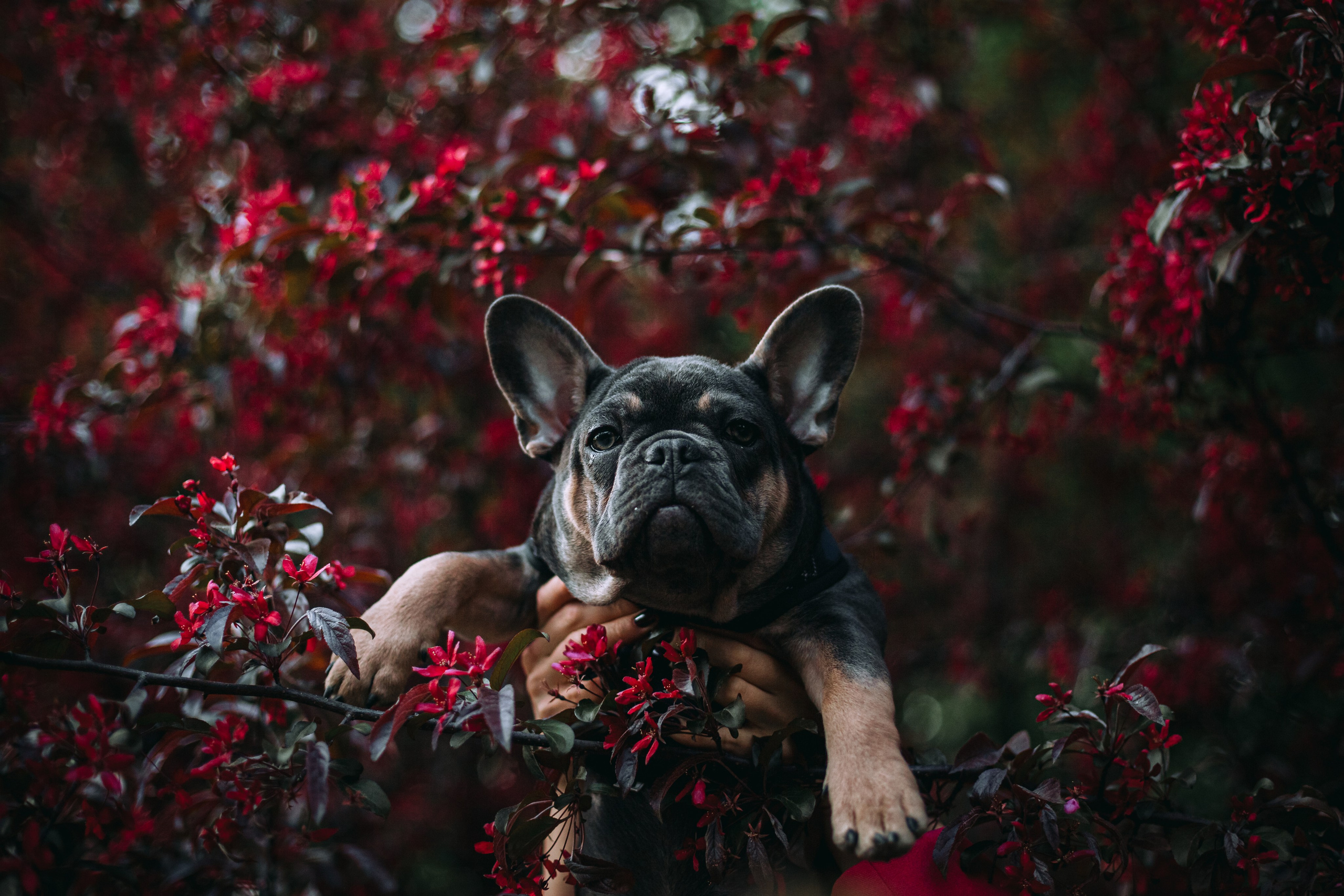 Даша и Мишель. Фотограф-анималист Татьяна Степанова