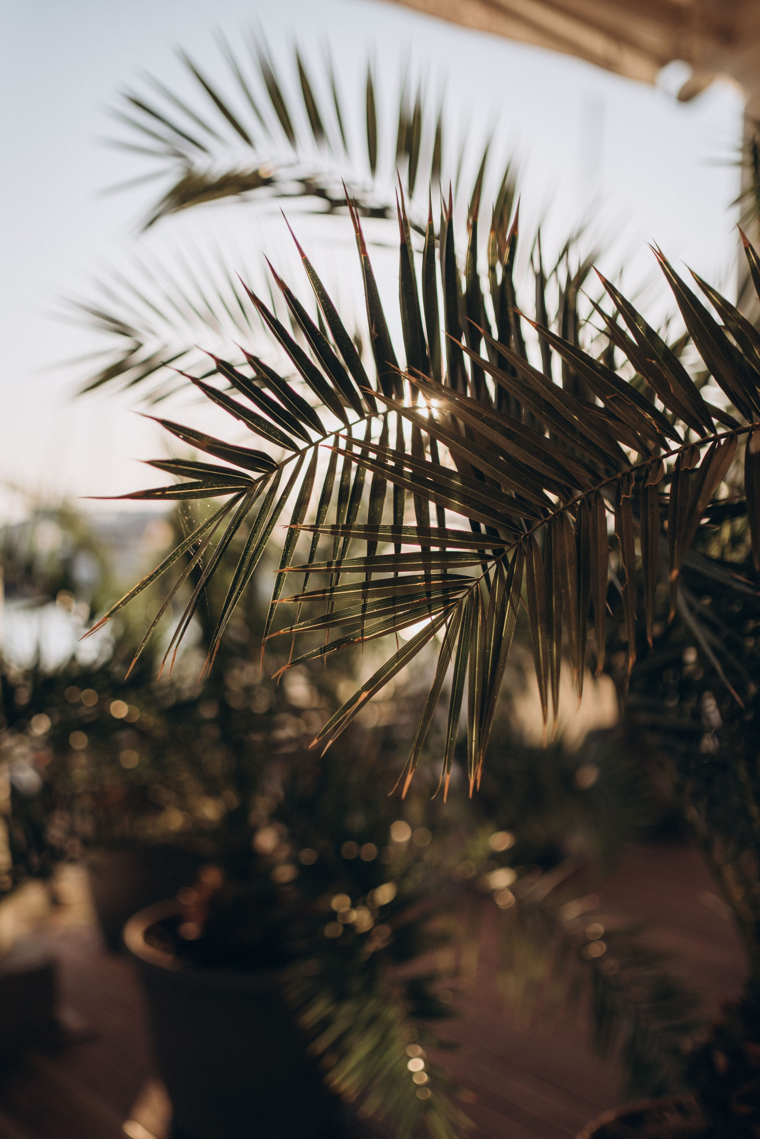 Индивидуальная фотосессия в Сочи, фотосъёмка для девушки. Фотограф в Сочи — Маргарита Поганова