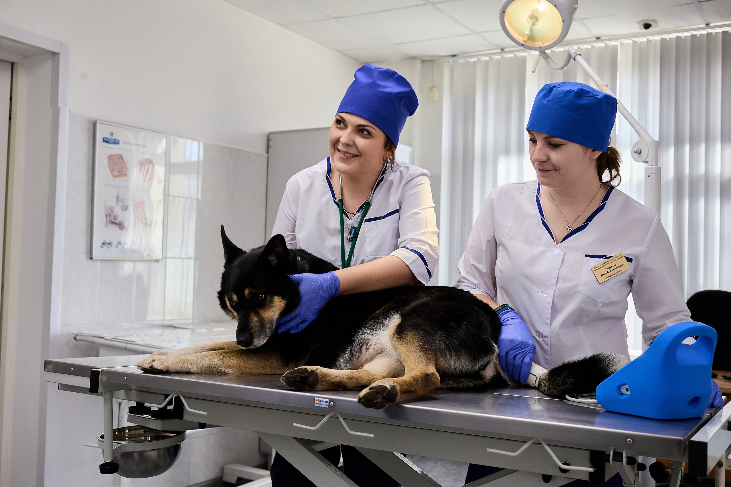 Контент для ветеринарного лендинга правительства Москвы. Фотограф и Видеограф в Москве. Олег Корушев