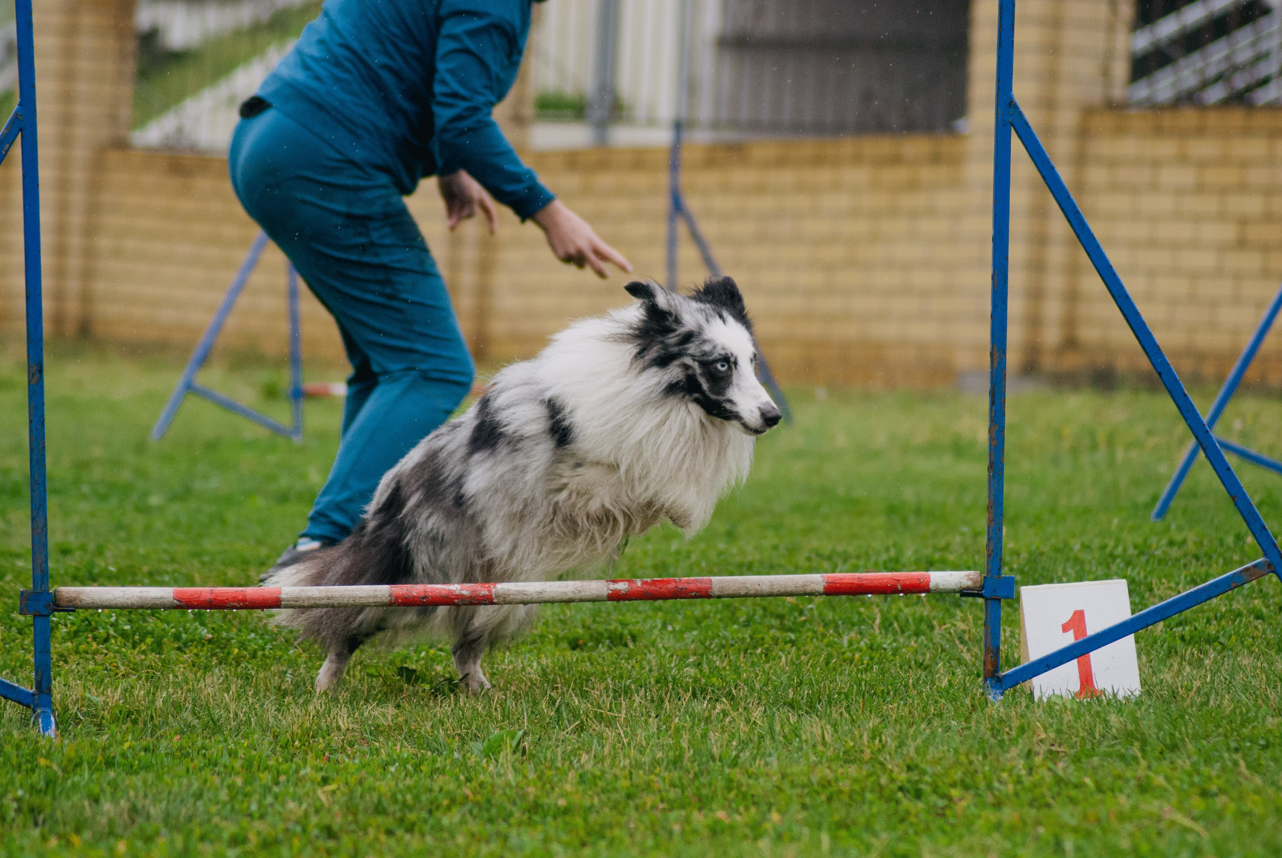 Аджилити. Фотограф в Тюмени Лизавета Сапицкая