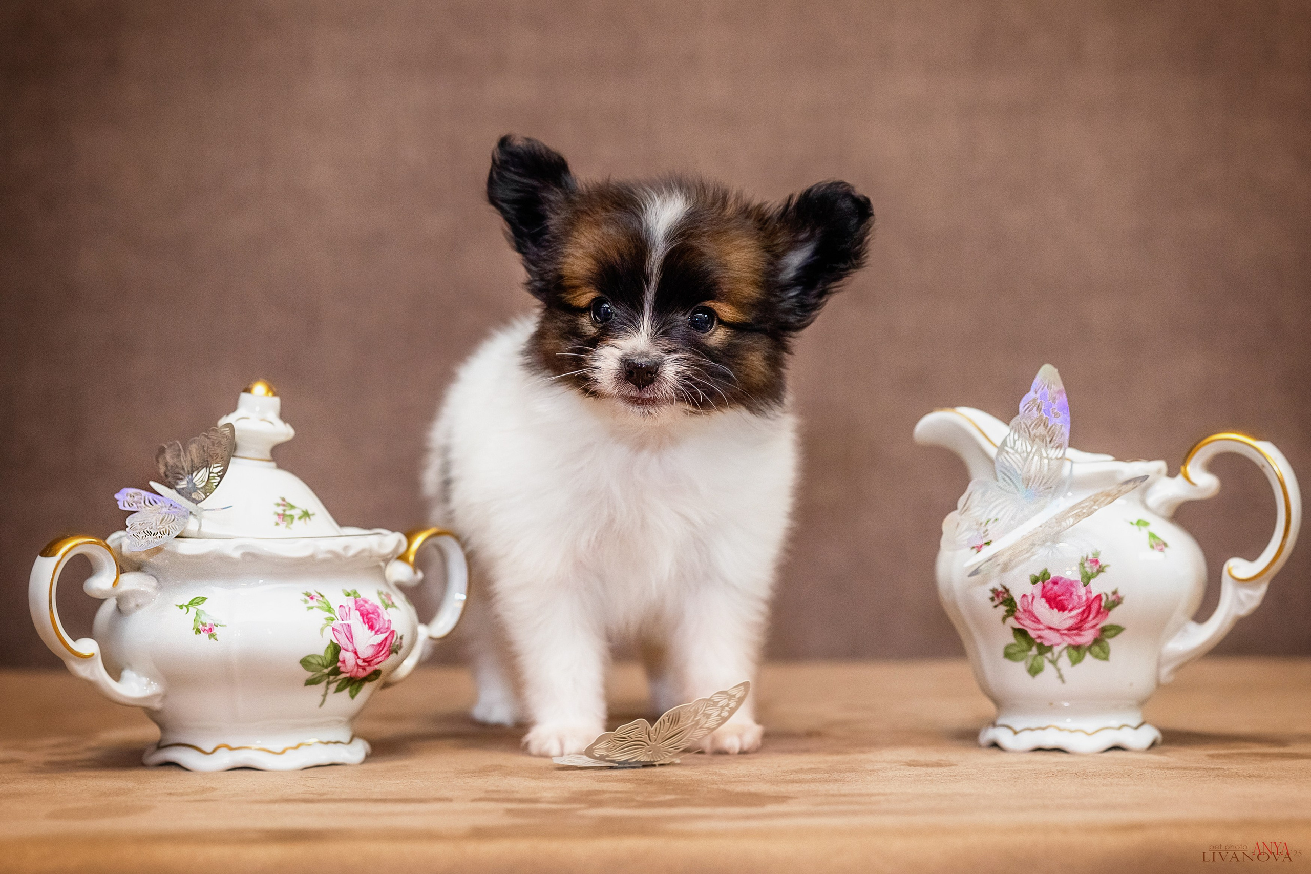Папийончики. Фотограф анималист Аня Ливанова | Рыбинск