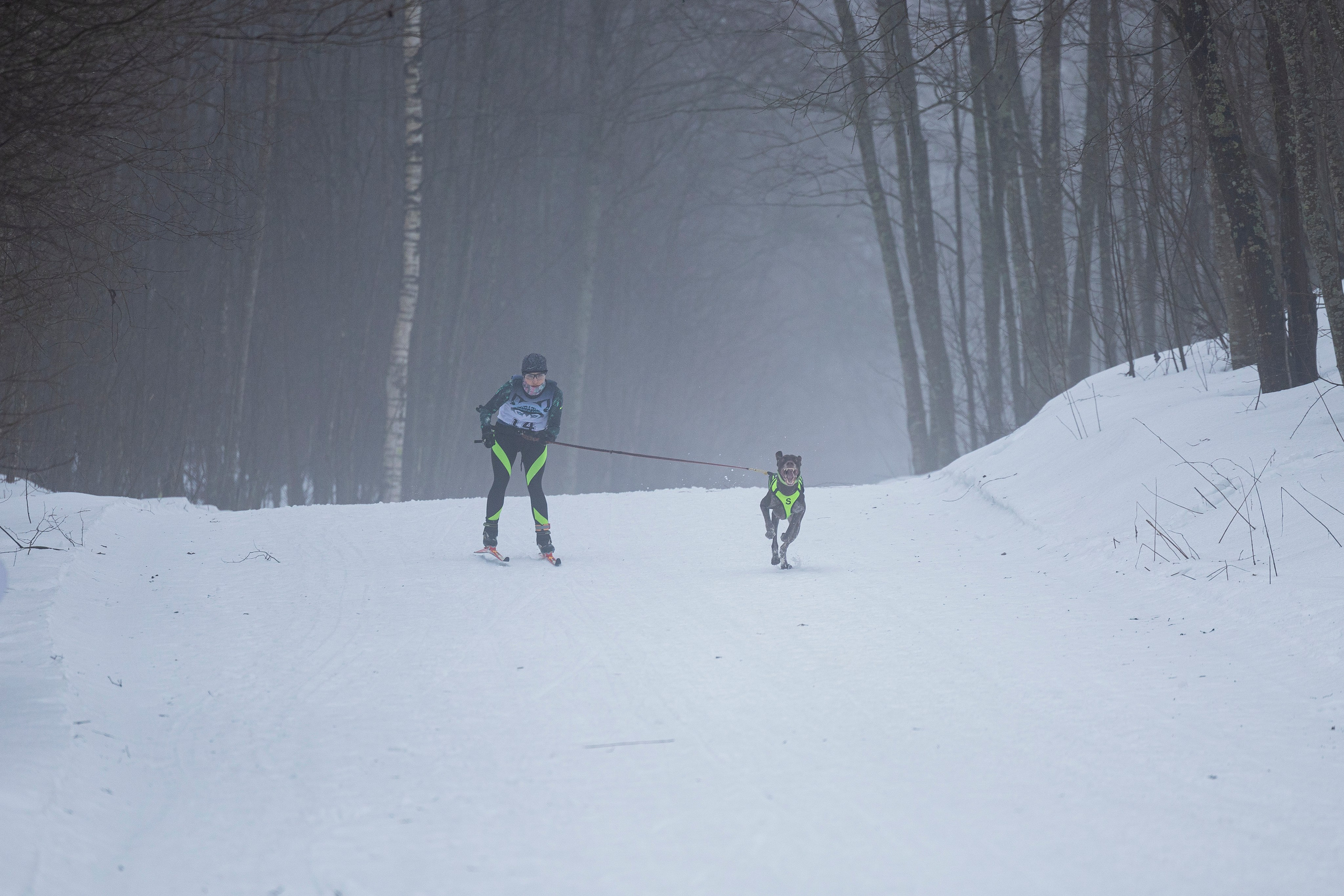 Зимний Чемпионат Санкт-Петербурга по ездовому спорту. Фотограф-анималист Анна Маринич