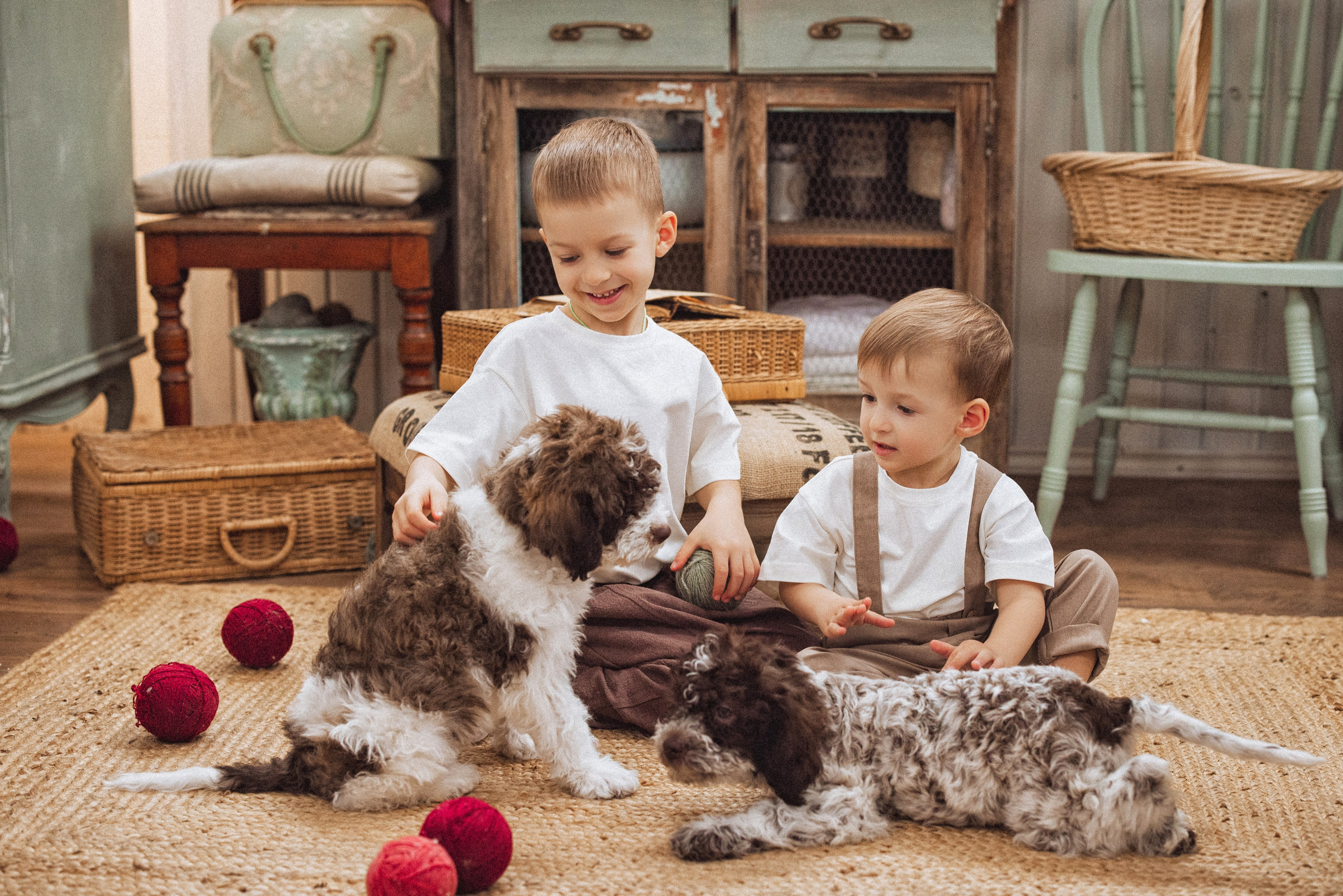 Фотосессия с щенками Лаго́тто-романьо́ло, в Винтажной фотостудии город Краснодар. Семейный и детский фотограф в Краснодаре Анна Трашкова