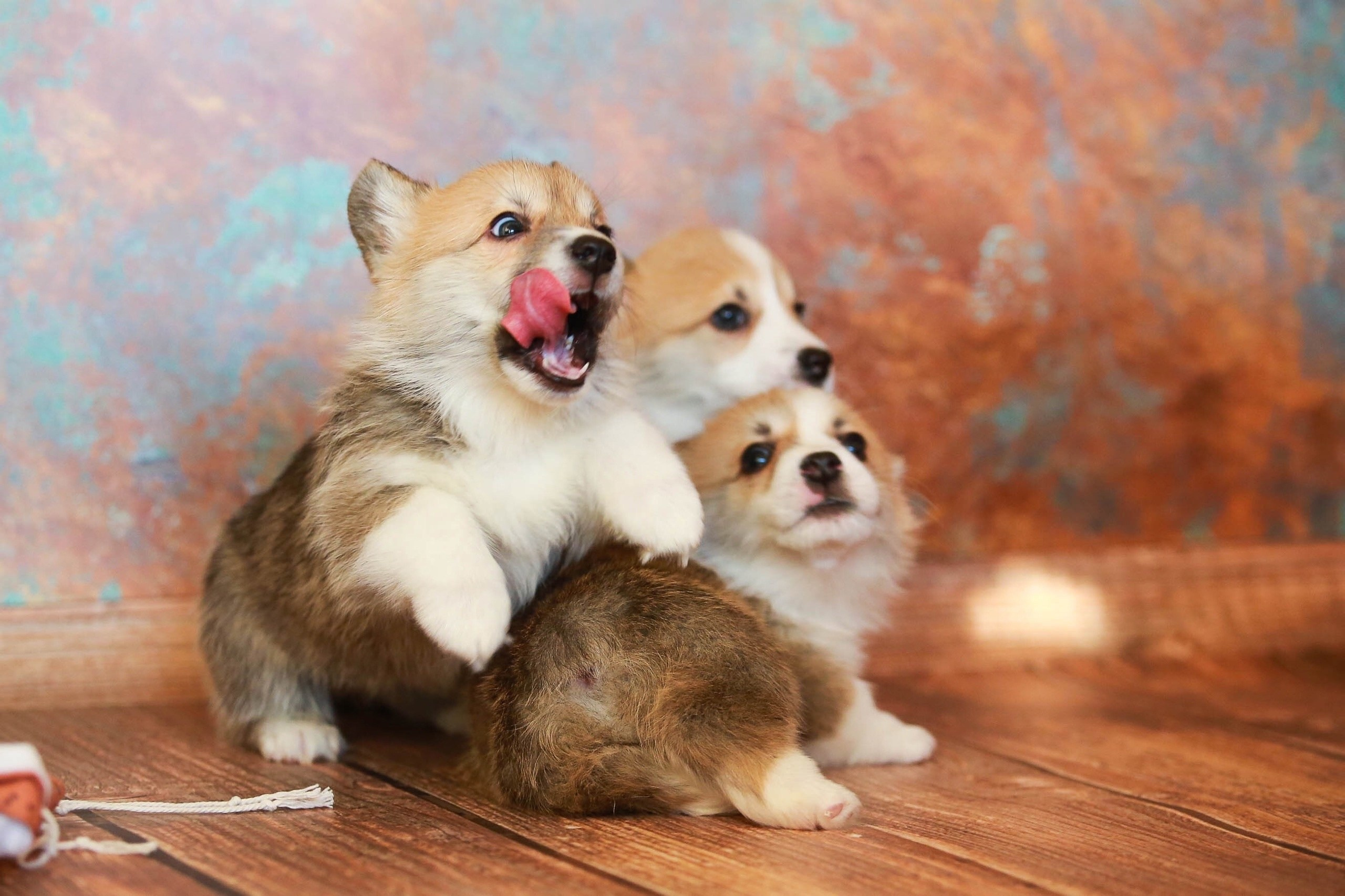Щенки. Семейный и детский фотограф в Москве Мария Быкова