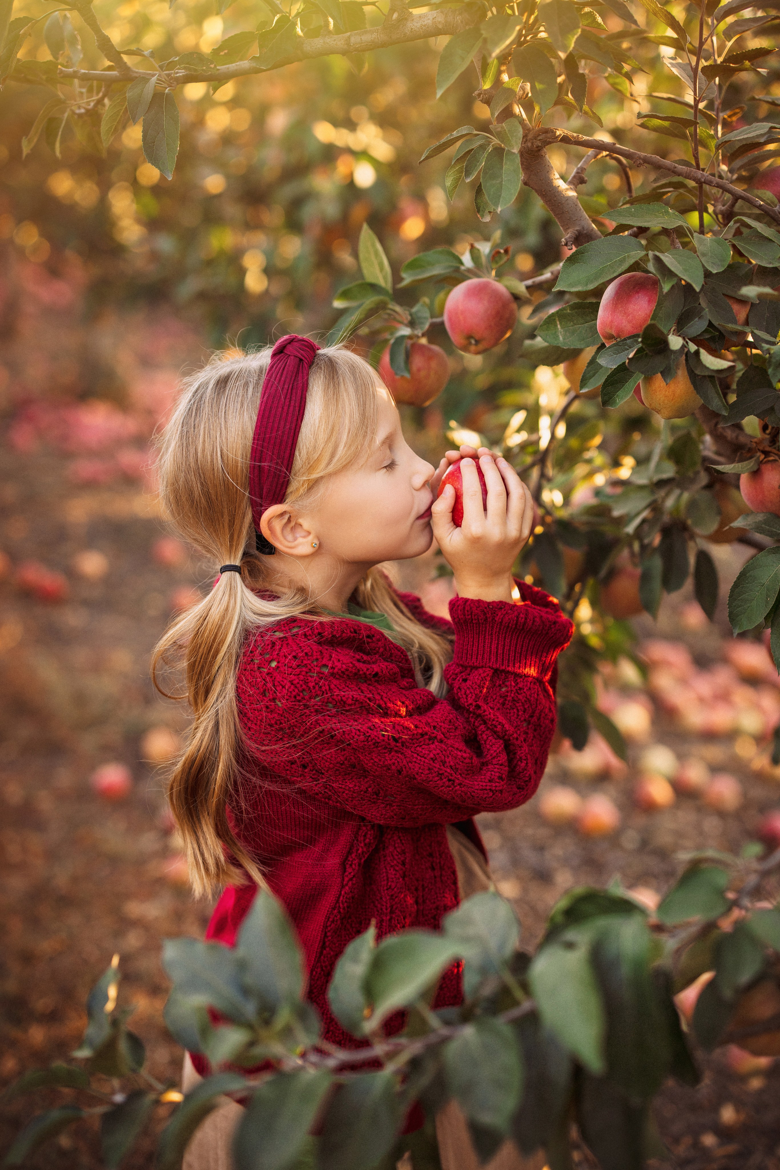Сбор урожая Яблок. Семейный и детский фотограф в Краснодаре Анна Трашкова