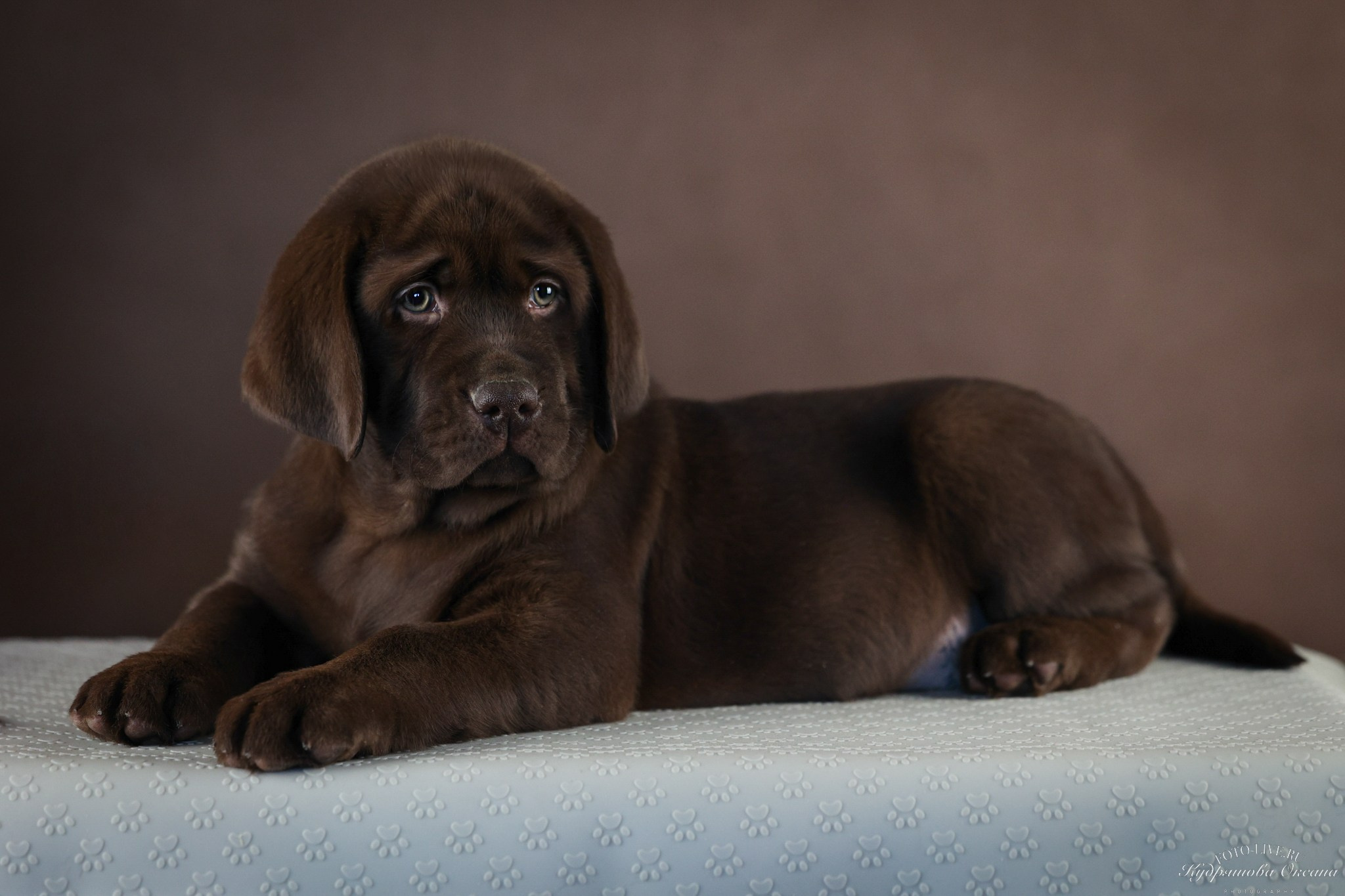 Лабрадоры. Фотограф 📸 анималист, предметный, репортажный