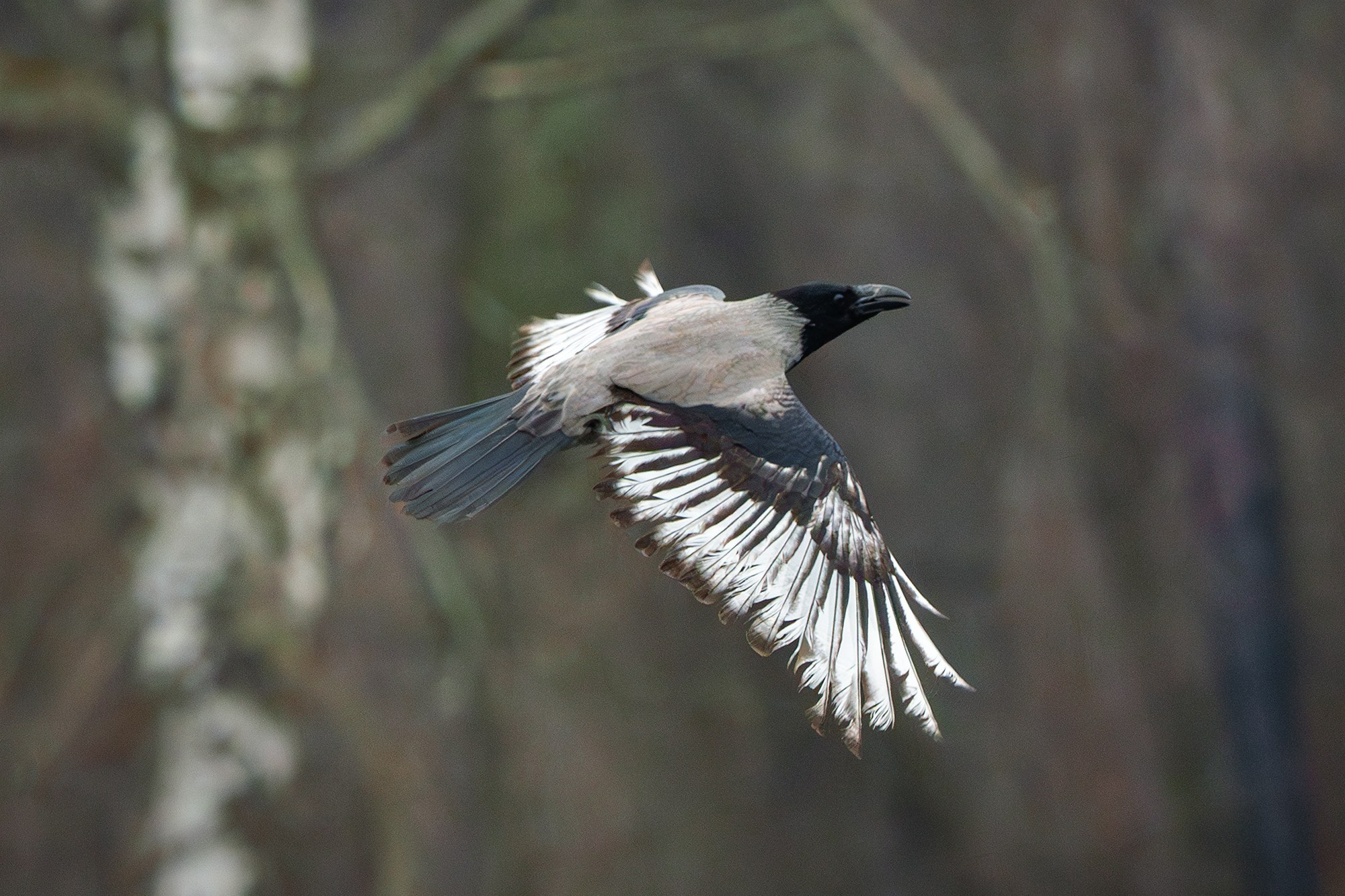 Удивительные мир птиц. Вокруг нас столько прекрасного — присмотритесь!. Ваш личный фотограф Марина Волкова