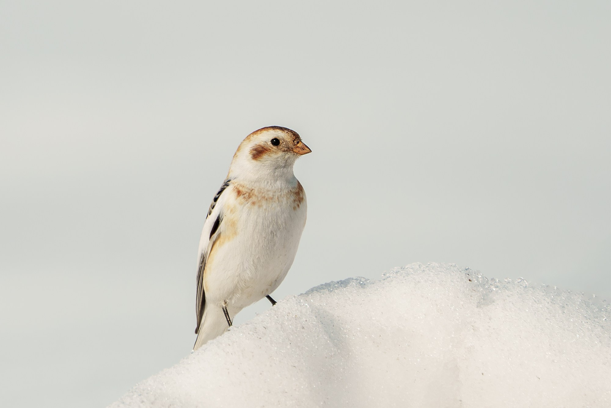 Удивительные мир птиц. Вокруг нас столько прекрасного — присмотритесь!. Ваш личный фотограф Марина Волкова