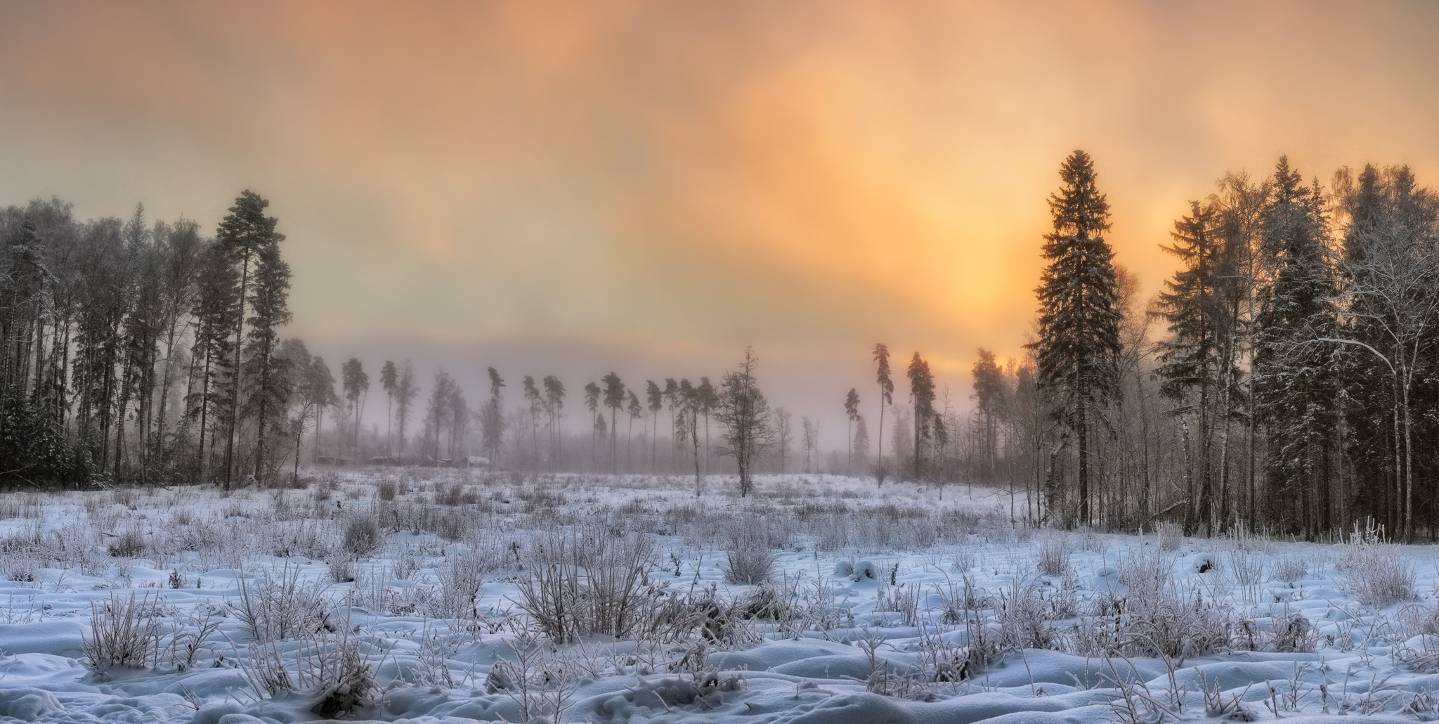 Морозное январское утро в средней полосе России. Поле на месте санитарной вырубки леса.
