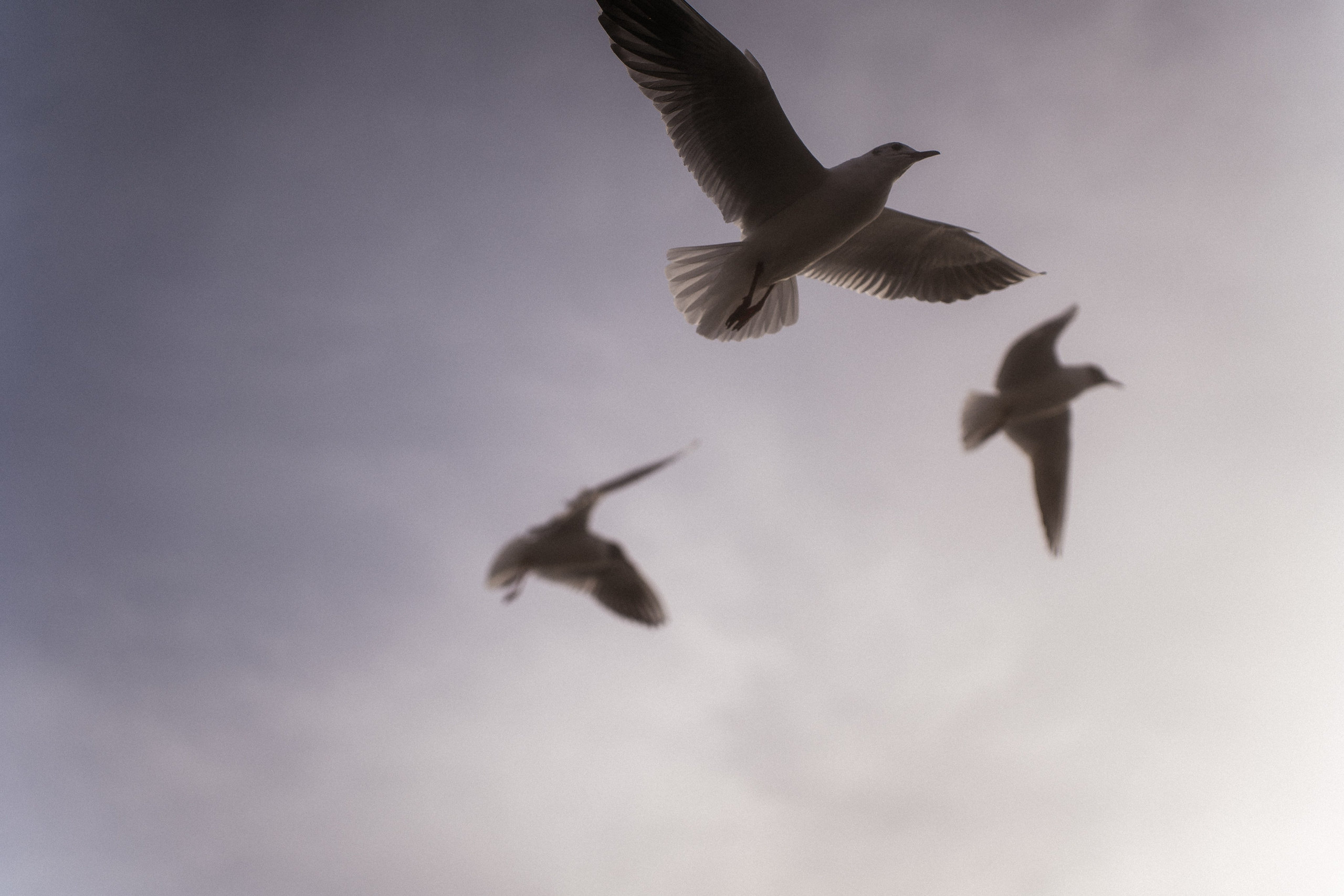 Горы море. Агата Акварель видеограф Сочи Краснодар