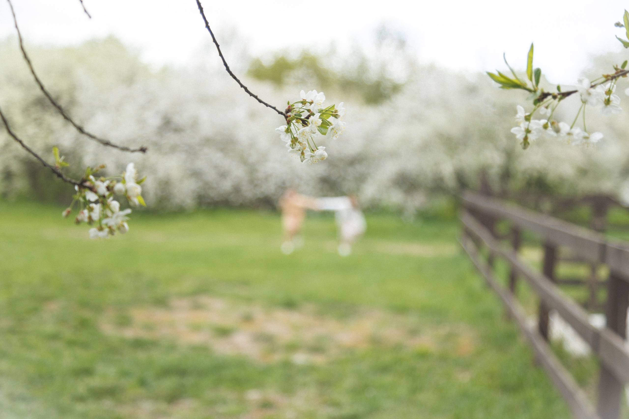 Семейная фотосессия в цветении Москва. Семейный фотограф в Москве Влада Лунина