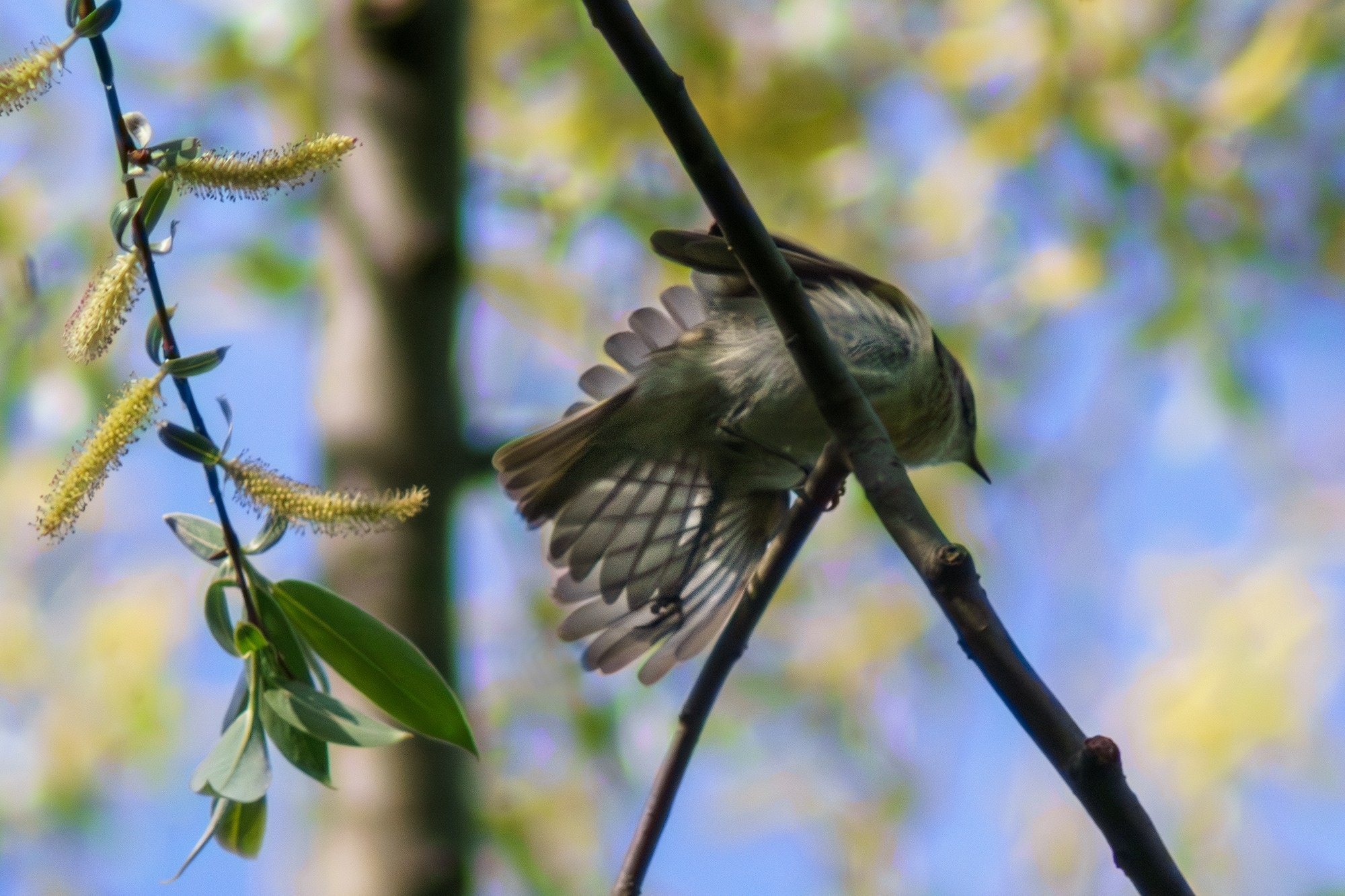 Удивительные мир птиц. Вокруг нас столько прекрасного — присмотритесь!. Ваш личный фотограф Марина Волкова