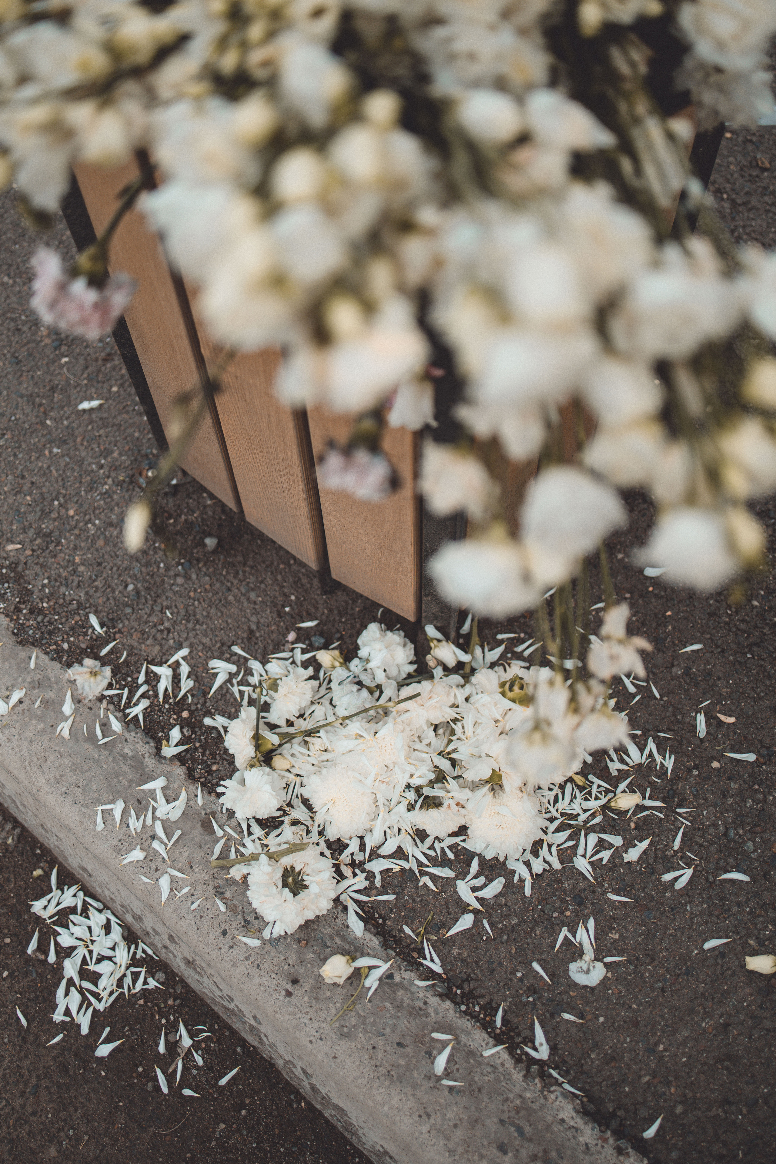 Цветочная Остановка. Фотограф в Красноярске Надежда Воскресенская