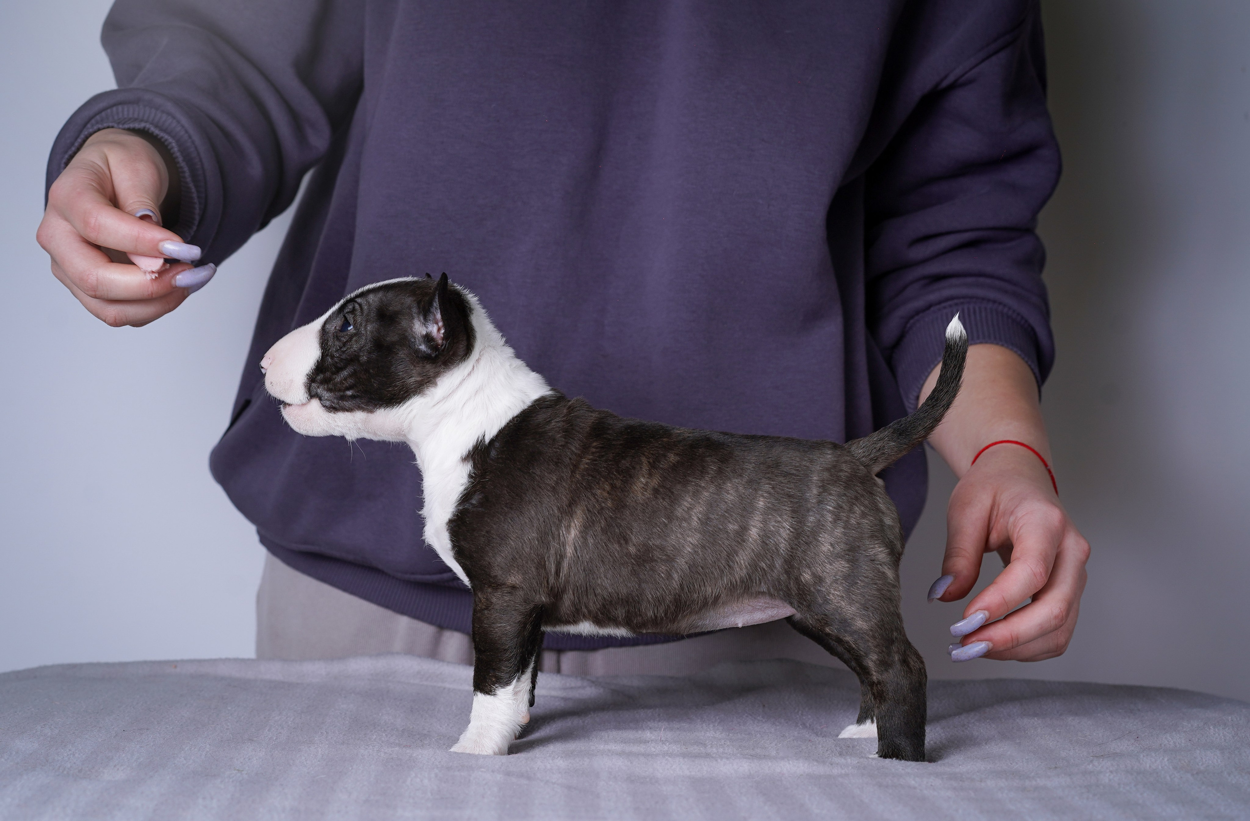 Щенки минибуля. Фотограф-анималист в Санкт-Петербурге Яна Мартынова
