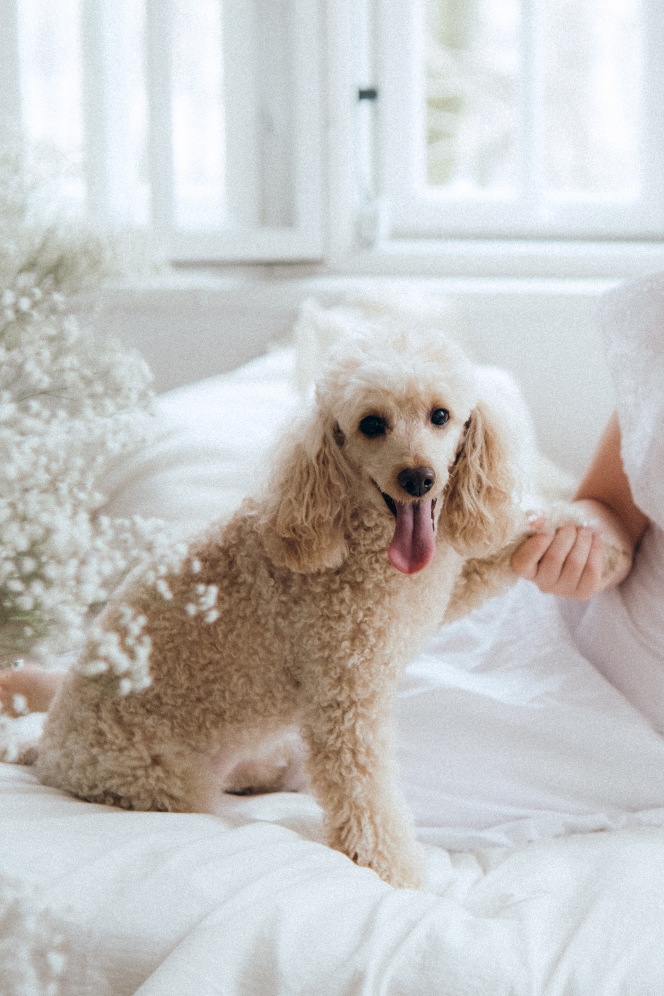 Лилия и Лэди. Фотограф в Санкт-Петербурге Кристина Брянская