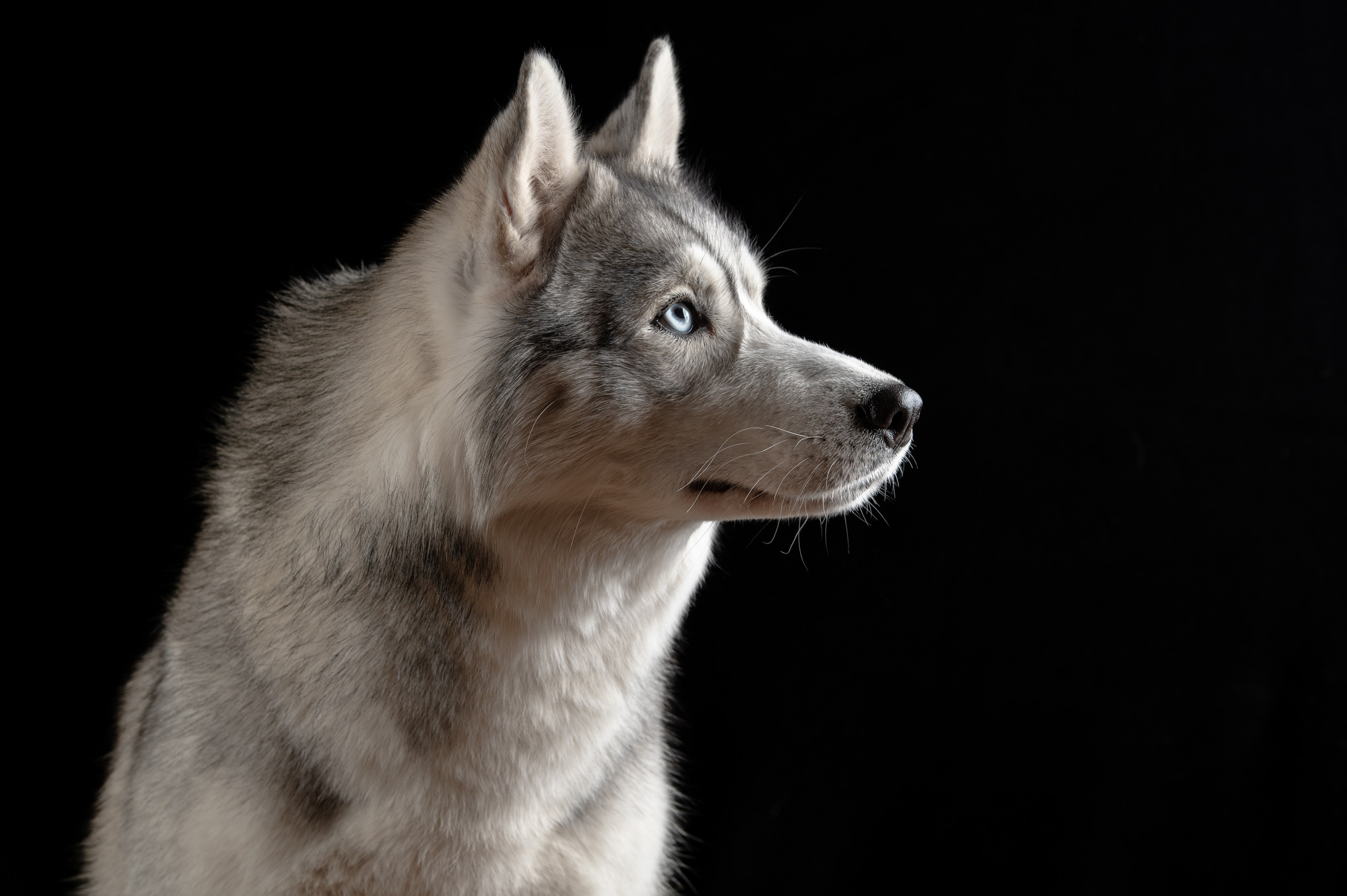 Белка | хаски. Alexandrovna photography