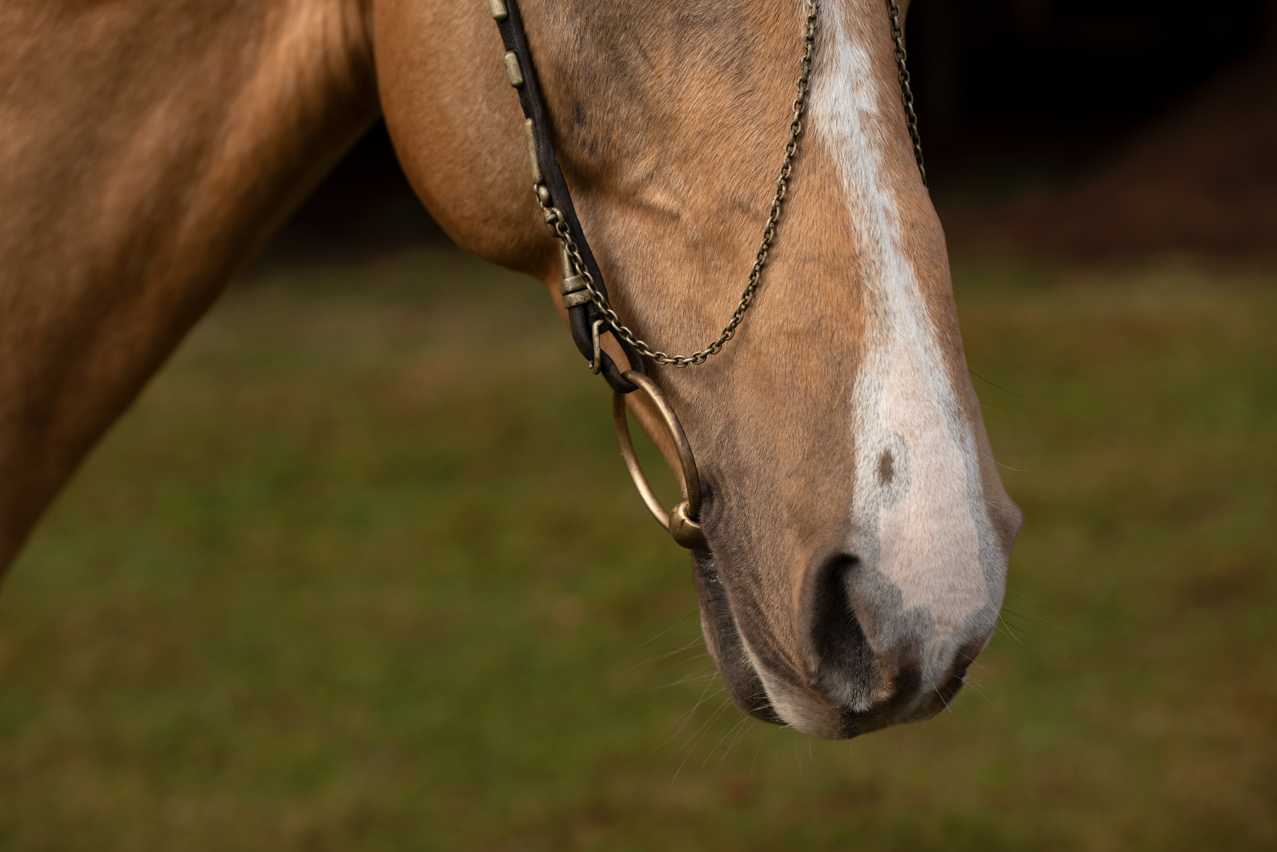 Портрет лошади, лошадь, конь, фото лошади, фотография лошади, конный фотограф, съемка лошадей, фотограф лошадей, конная фотография, конный фотограф, конный фотограф в спб, профессиональный фотограф спб, фотограф спб, ахалтекинец, рысак, спортивная лошадь, конный клуб, фотосессия с лошадьми, тракененская лошадь, тяжеловоз, ахалтекинская лошадь