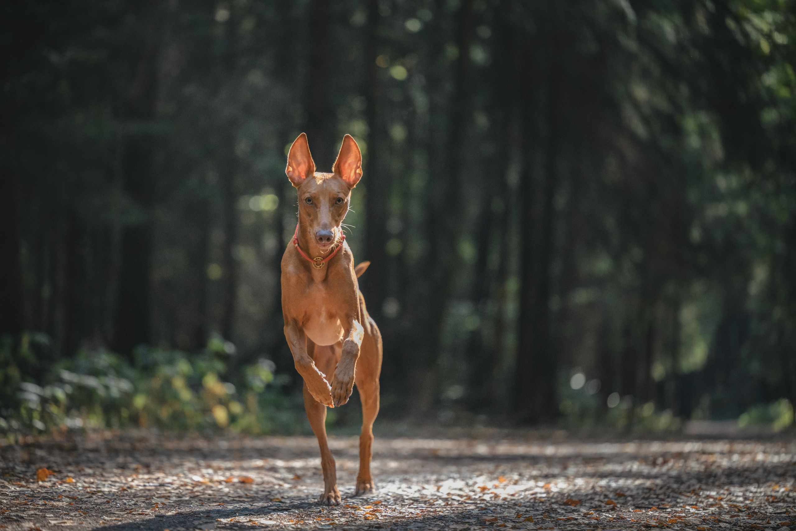 Чирнеко. Лесная прогулка. Фотограф Анималист в Москве Анастасия Жучкова
