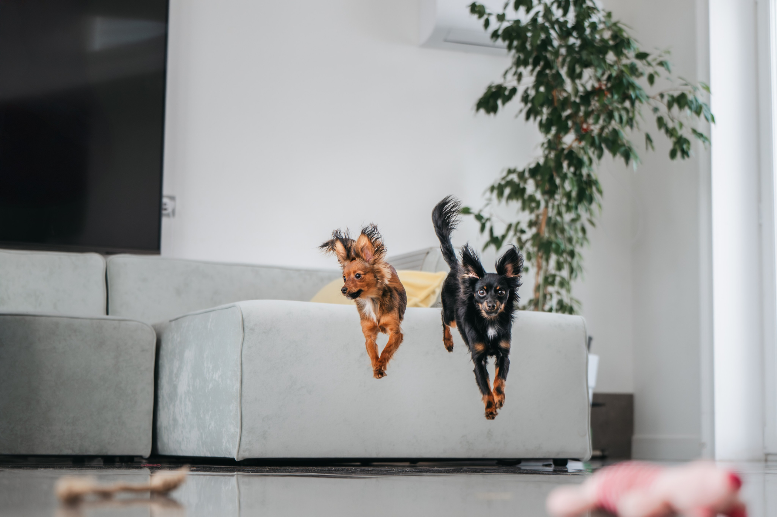 Домашняя съемка. Фотограф Анималист в Москве Анастасия Жучкова