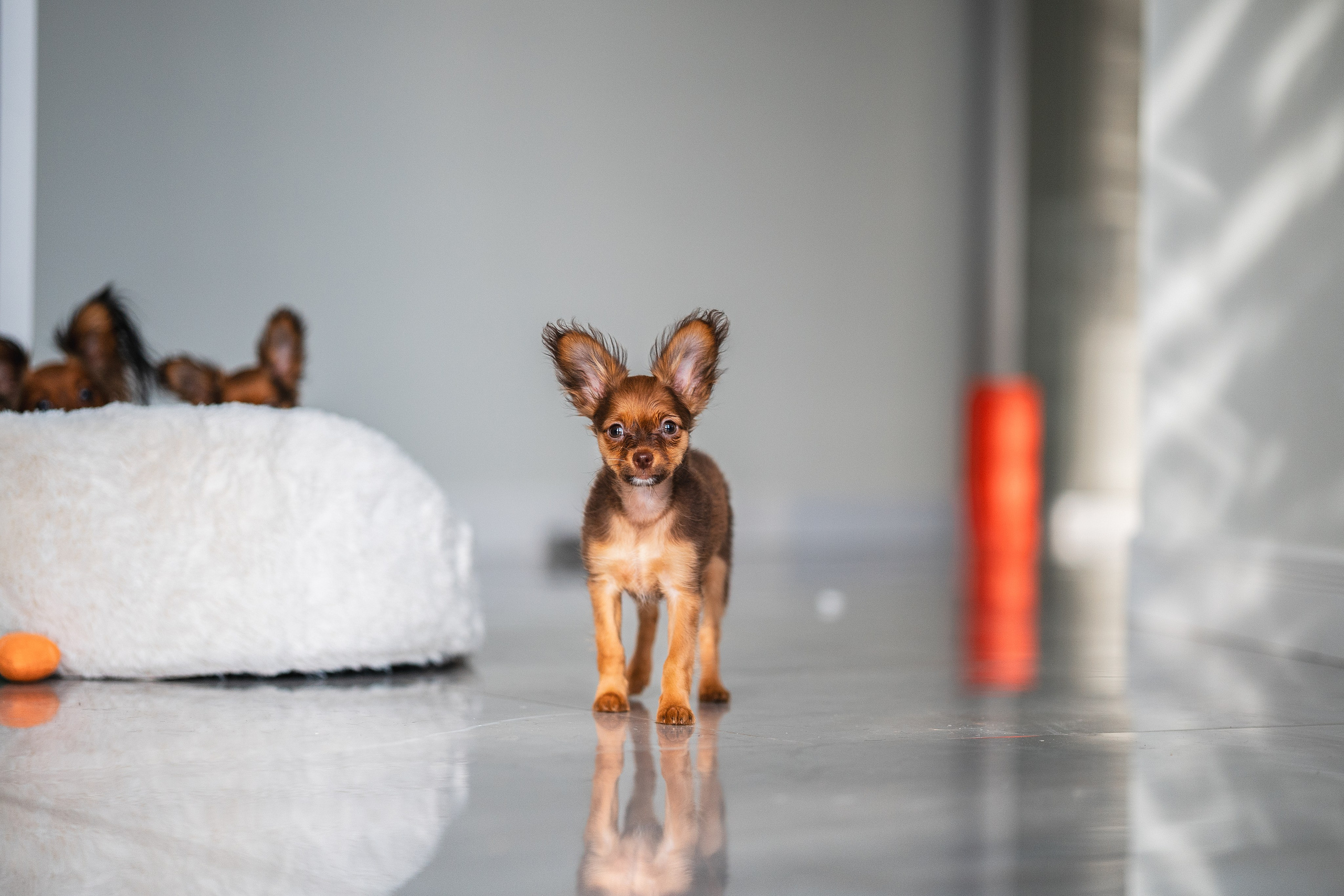 Малыши Той Терьер. Фотограф Анималист в Москве Анастасия Жучкова