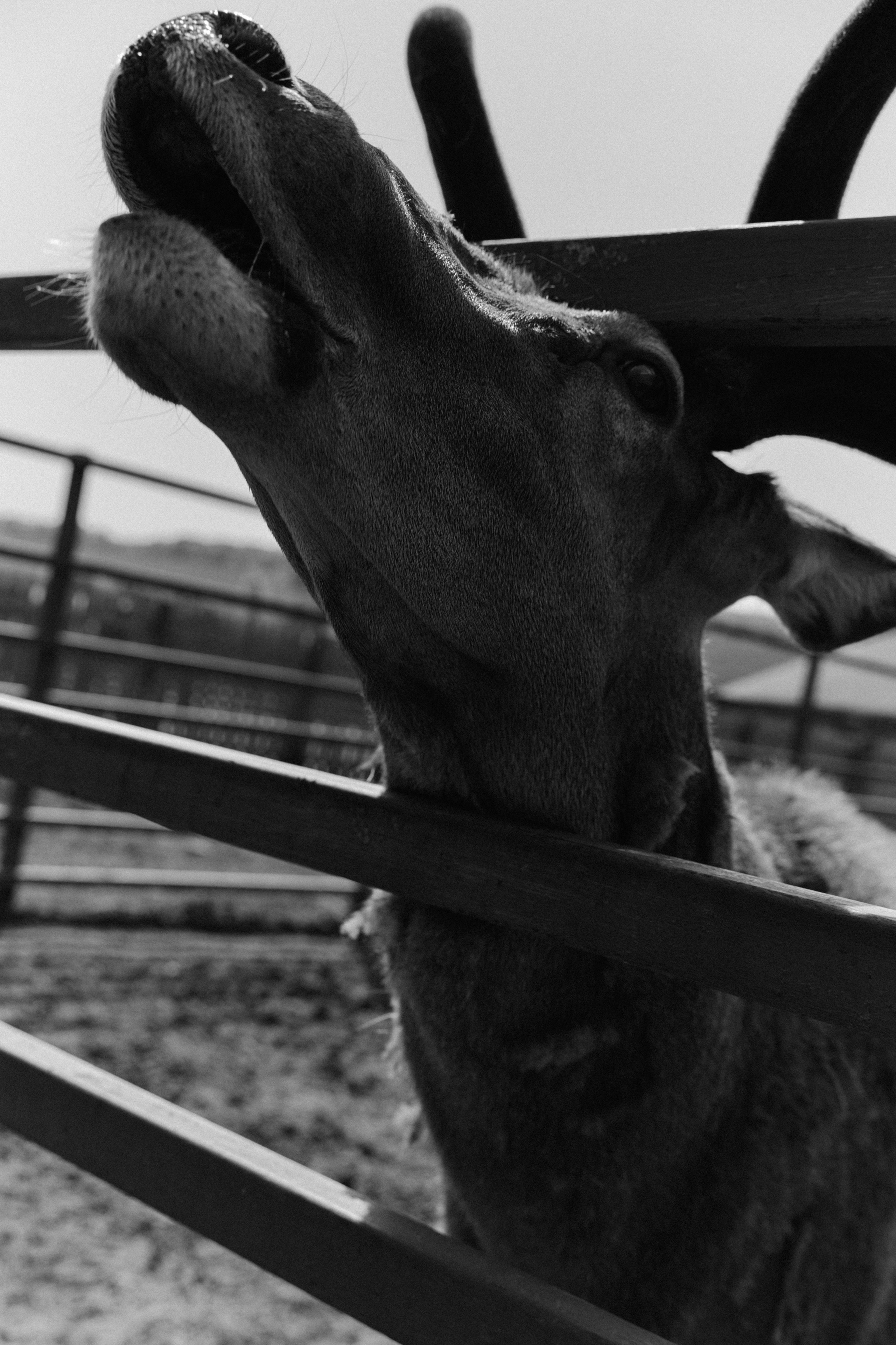 BAON x Кудыкина Гора. Фотограф Сурков Никита