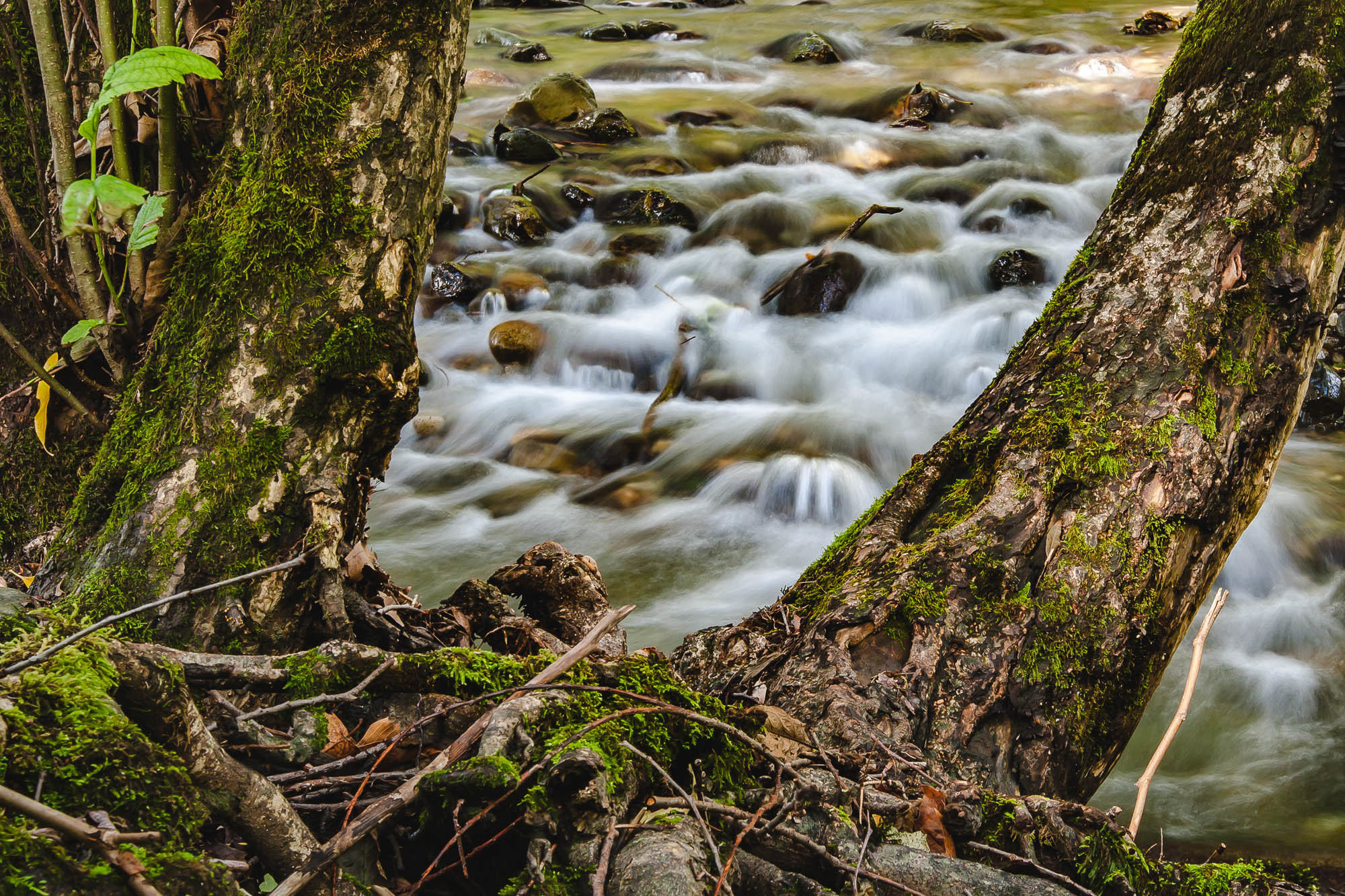 Абхазия. Фотограф Дмитрий Питерский