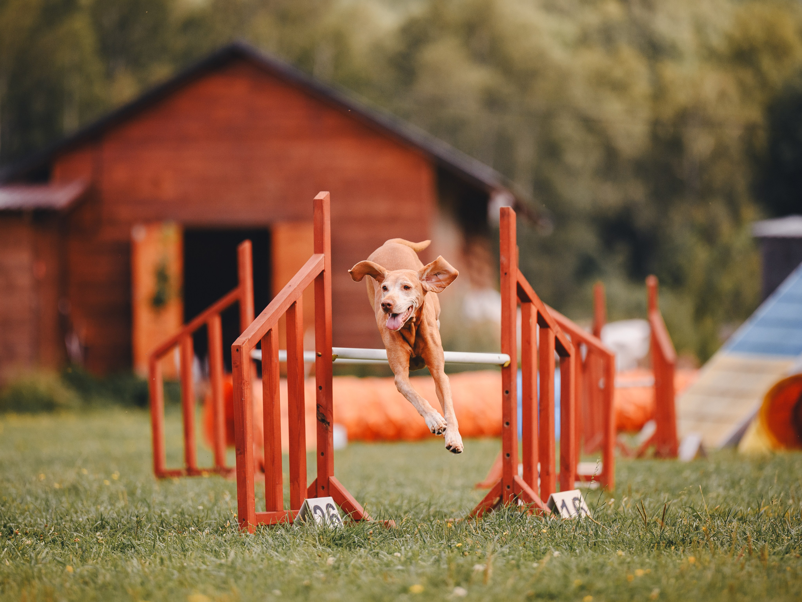 Аджилити. Семейный фотограф анималист Ананьева Мария — Москва