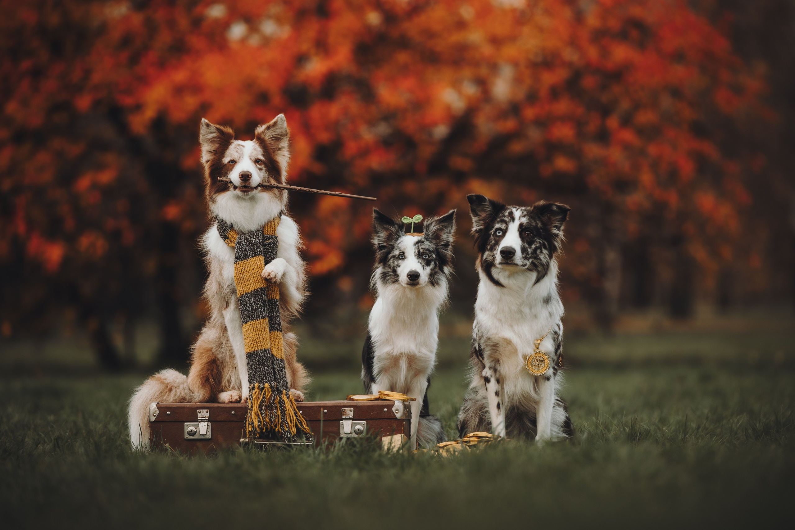 Лилу, Ри и Тучка. Семейный фотограф анималист Ананьева Мария — Москва