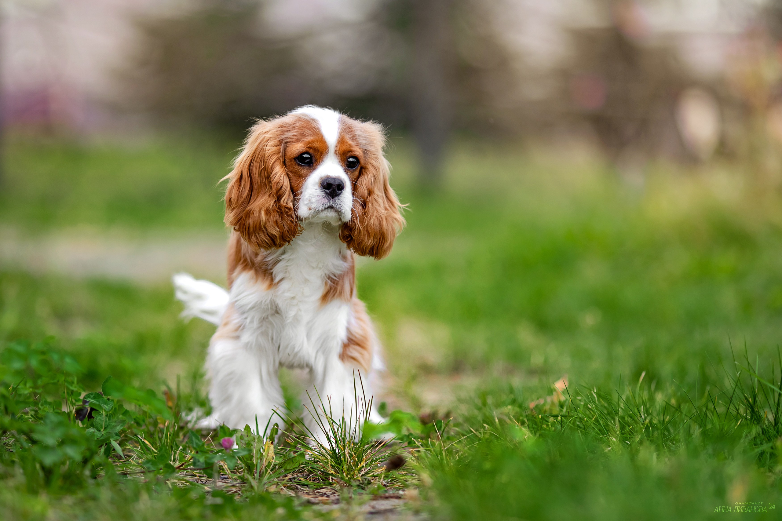 Кавалеры. Фотограф анималист Аня Ливанова | Рыбинск