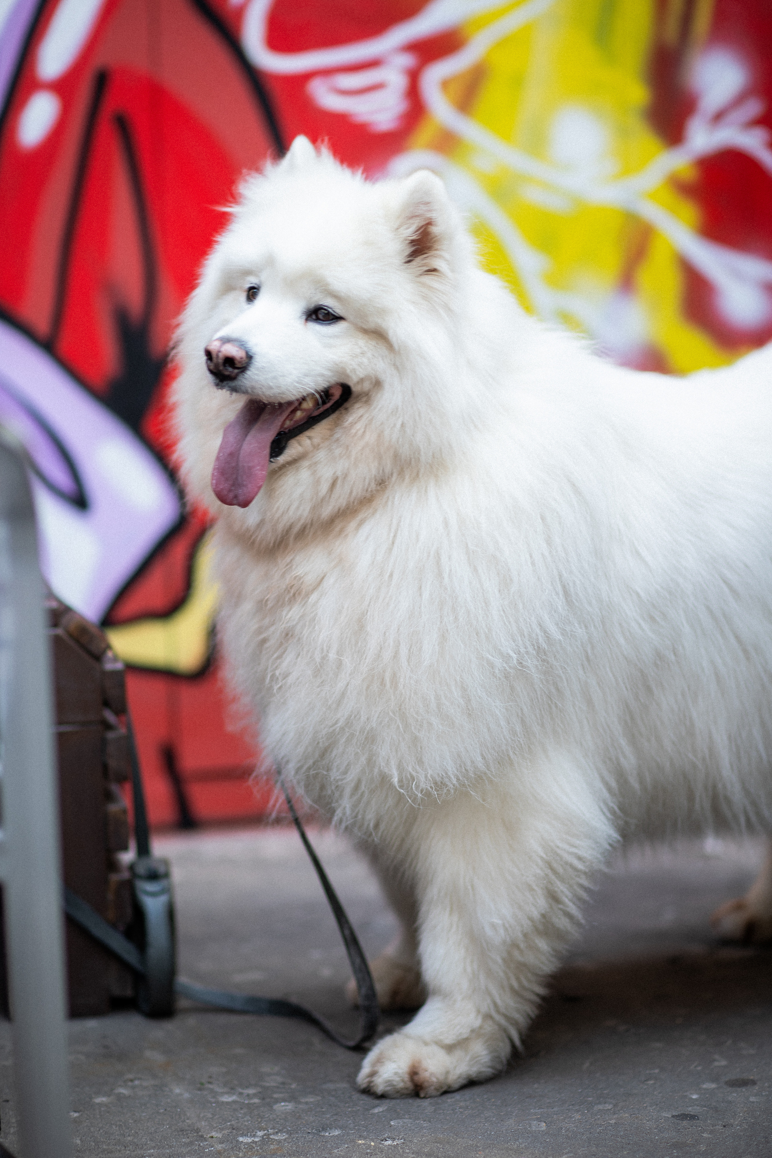 ТЕБУРАСИКА. Фотограф Агеева Мария