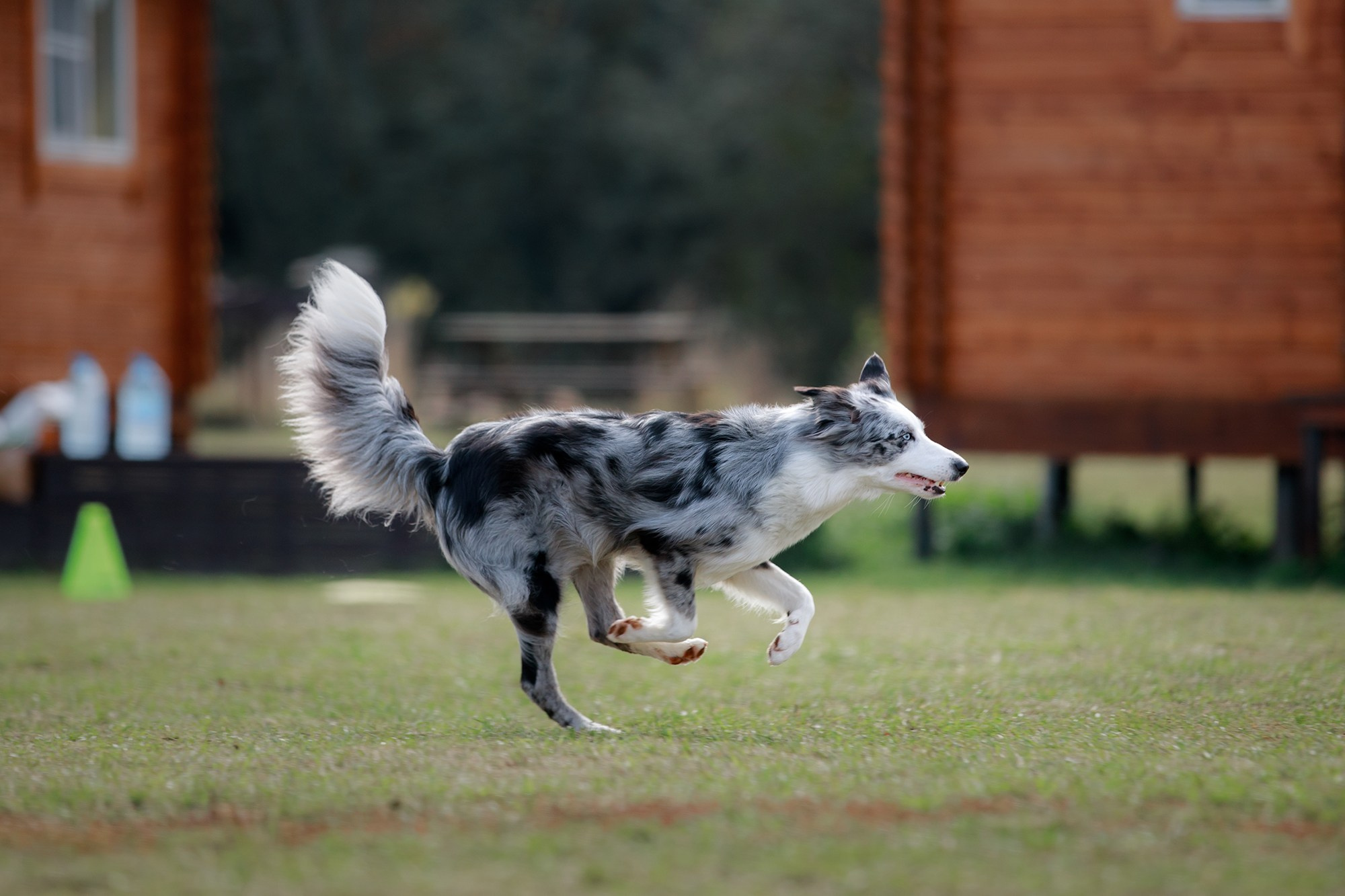 Лагерь по ОБД с Инной Баженовой. Фотограф-анималист Mary Mart — Москва, Питер