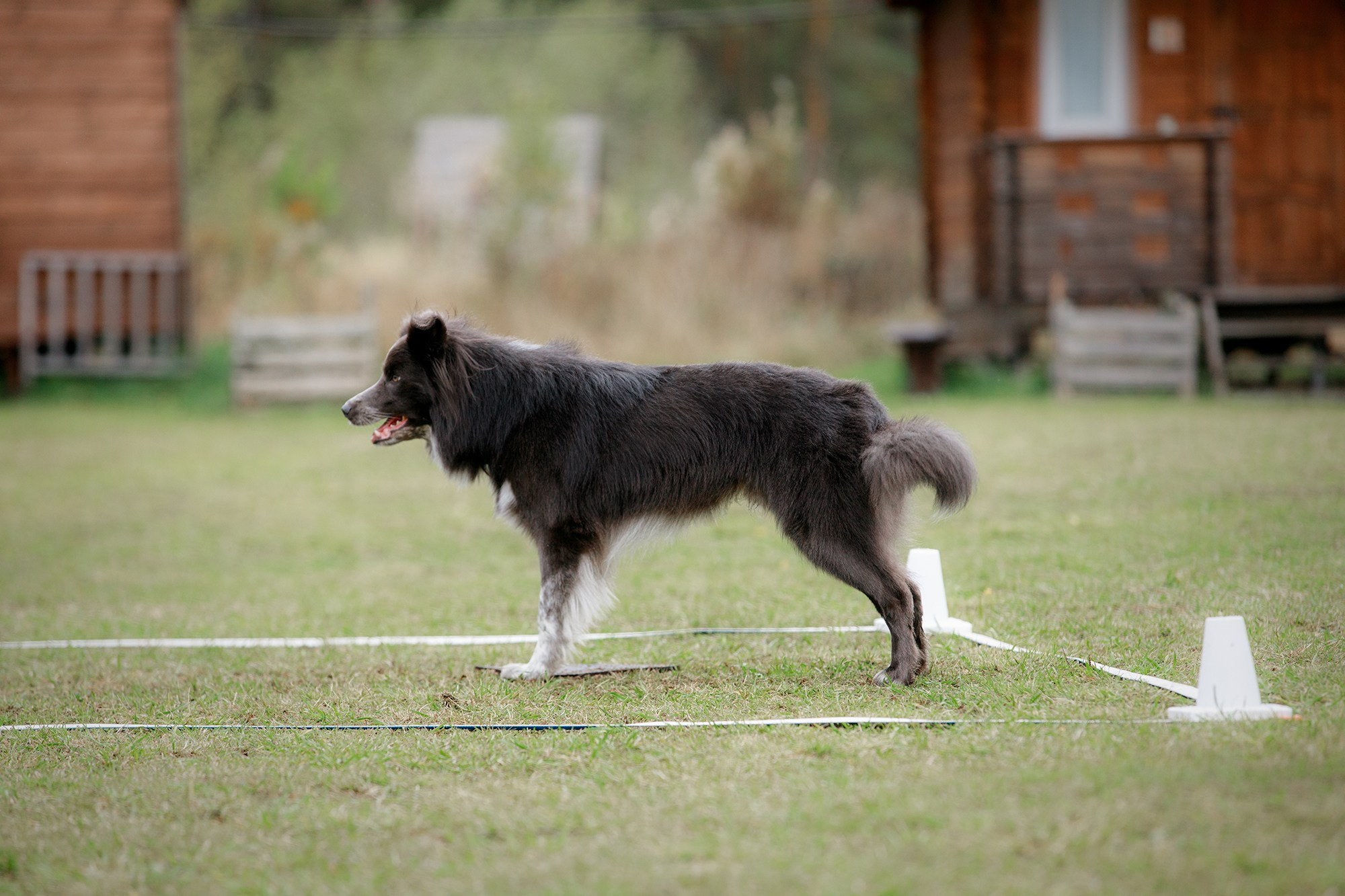 Лагерь по ОБД с Инной Баженовой. Фотограф-анималист Mary Mart — Москва, Питер