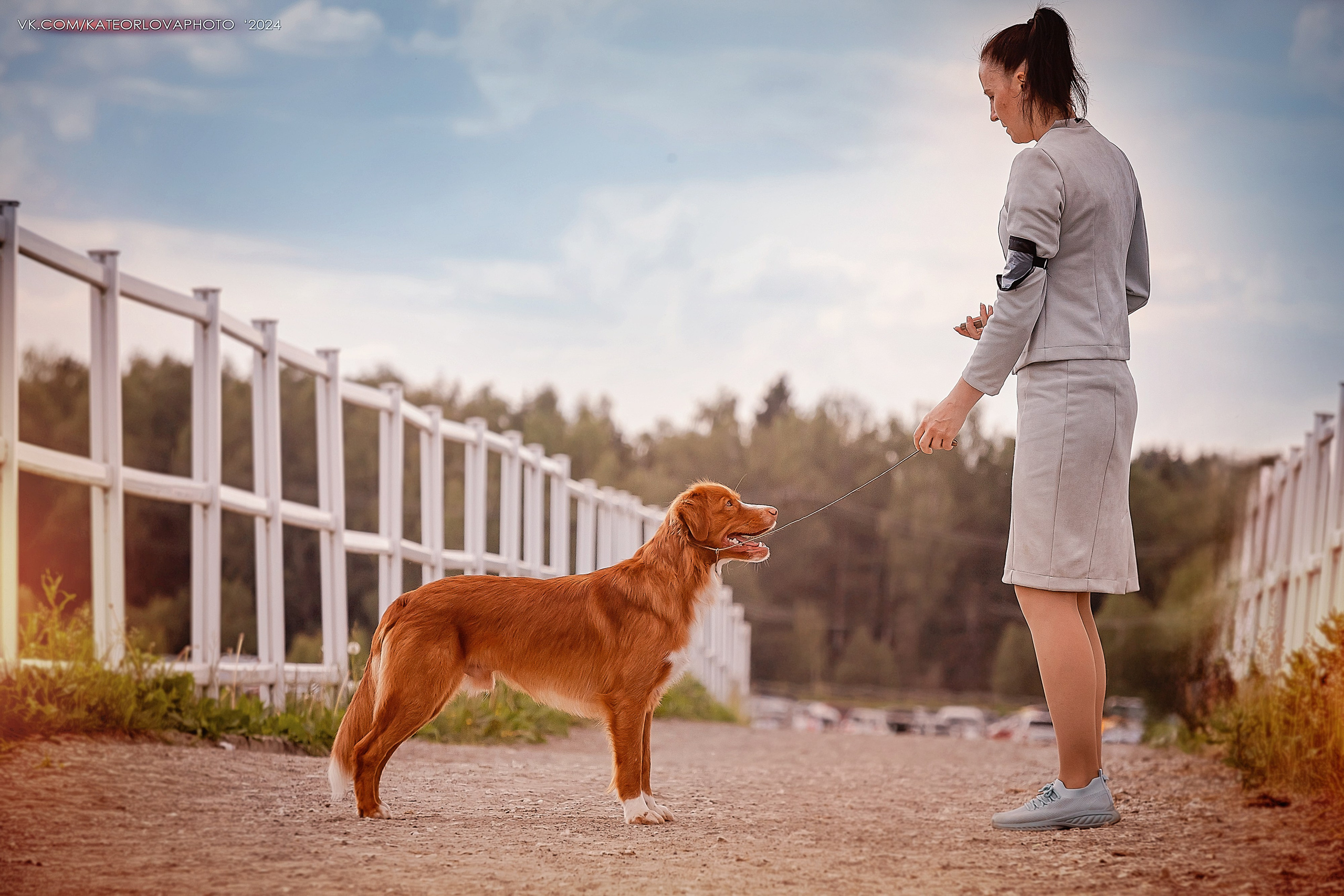 Фотосъемка собак, щенков, на выставках, фотограф анималист Россия воронеж. Питомник собак Акита, Хаски, Корги
