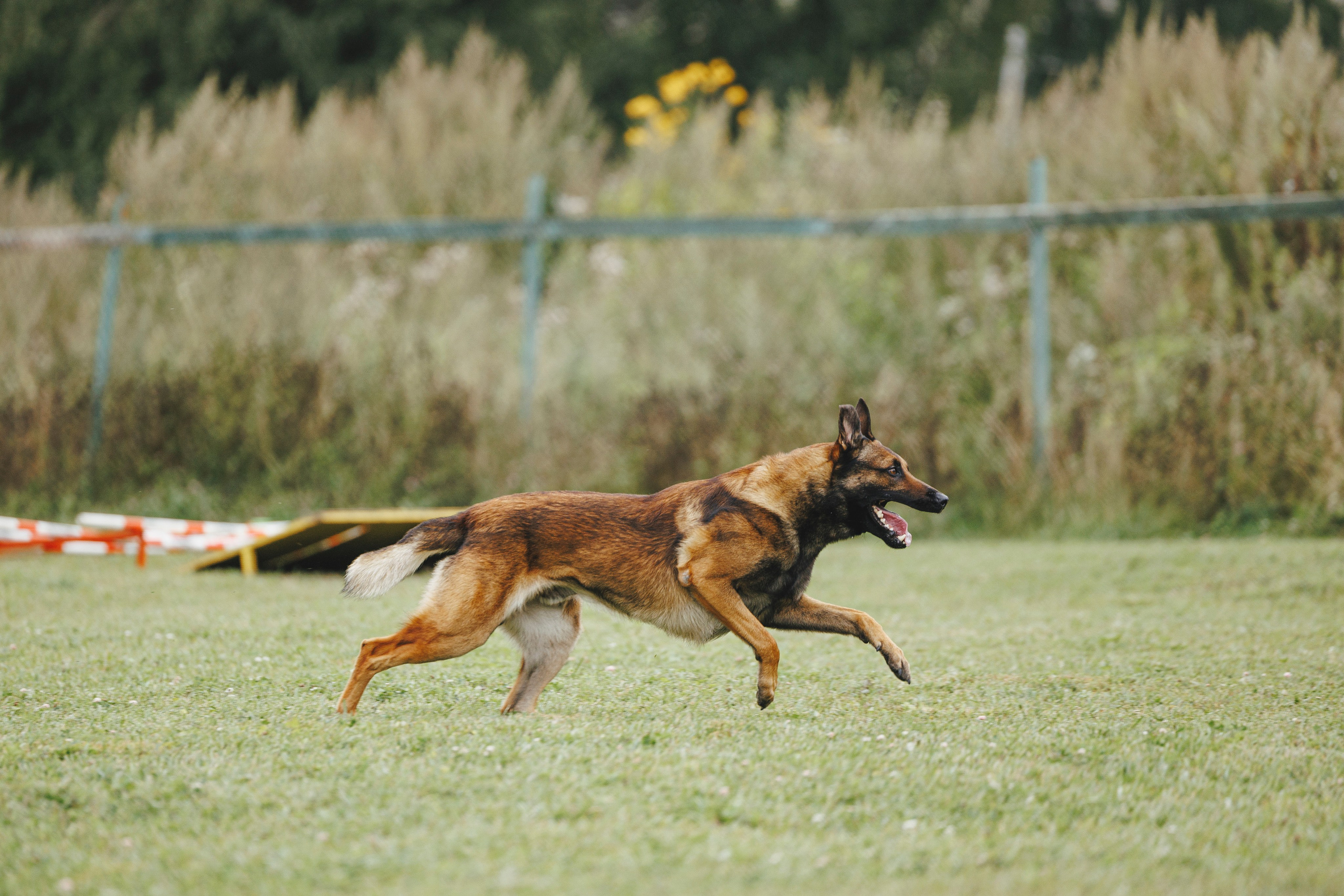 08.08.25-10.08.25 ЧР по мондьорингу г. Вологда. Фотограф-анималист Анна Маринич