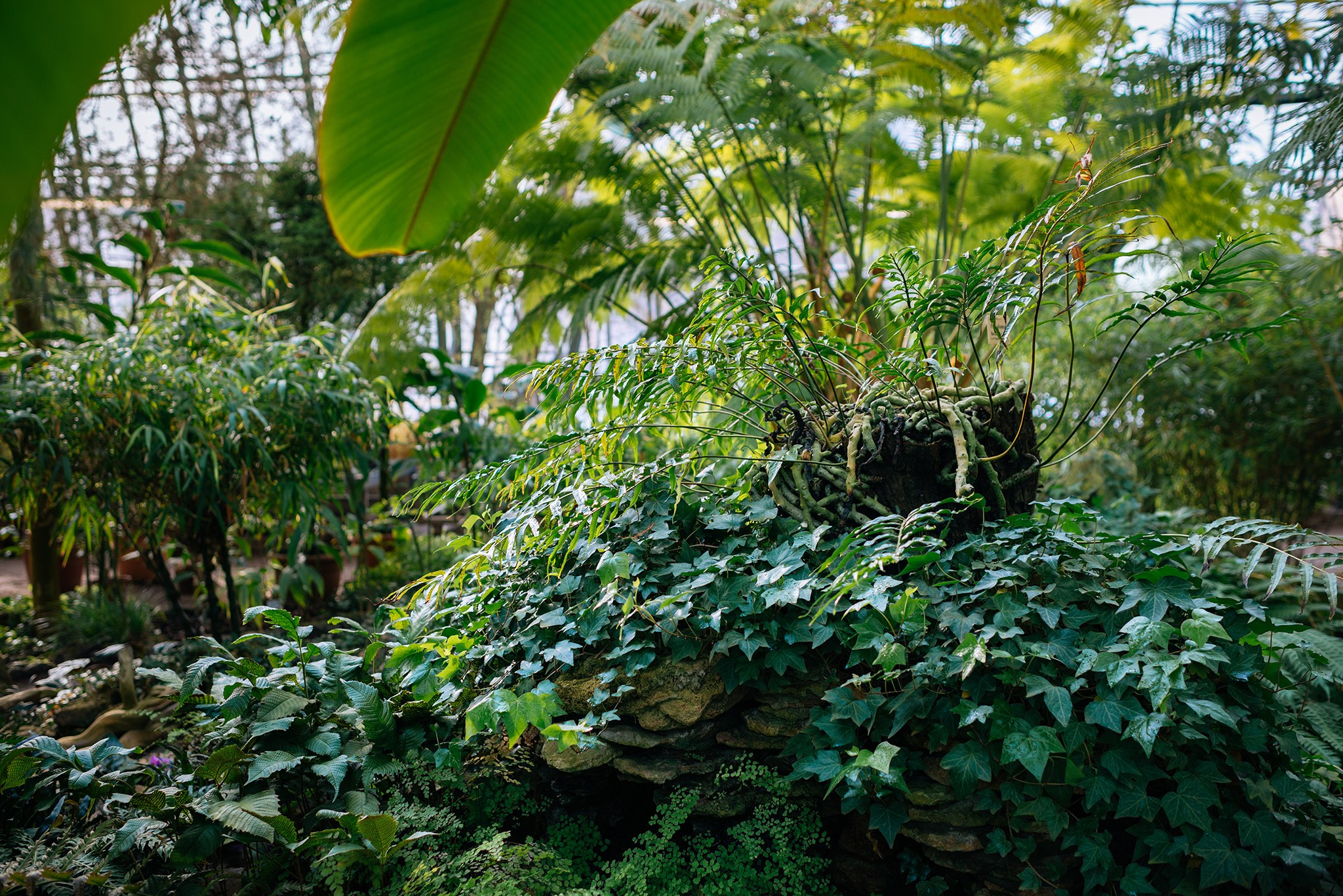 Ботанический сад. Субтропический маршрут. Март 26. Репортажный фотограф в Санкт-Петербурге Анастасия Клёпова