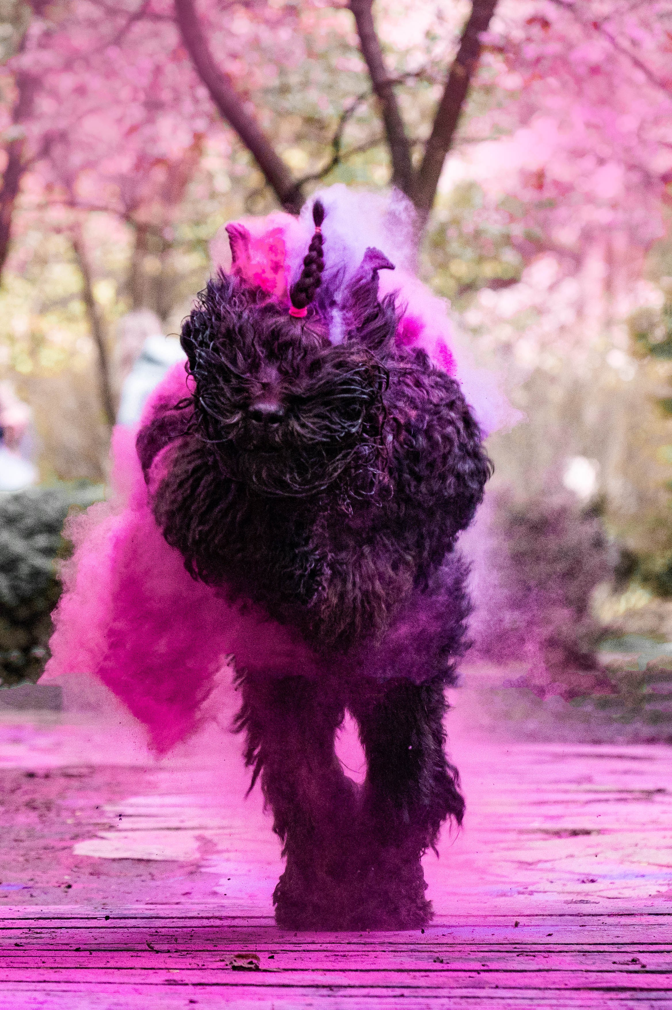 Черныши, сакура и краски холи. Фотограф-анималист