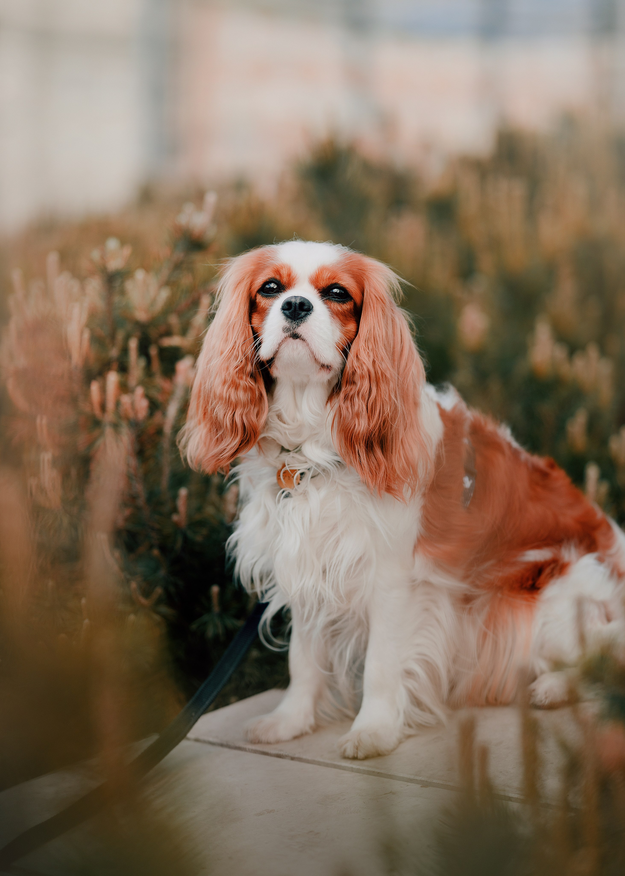 Дольче. Фотограф- анималист Александра Матвеева