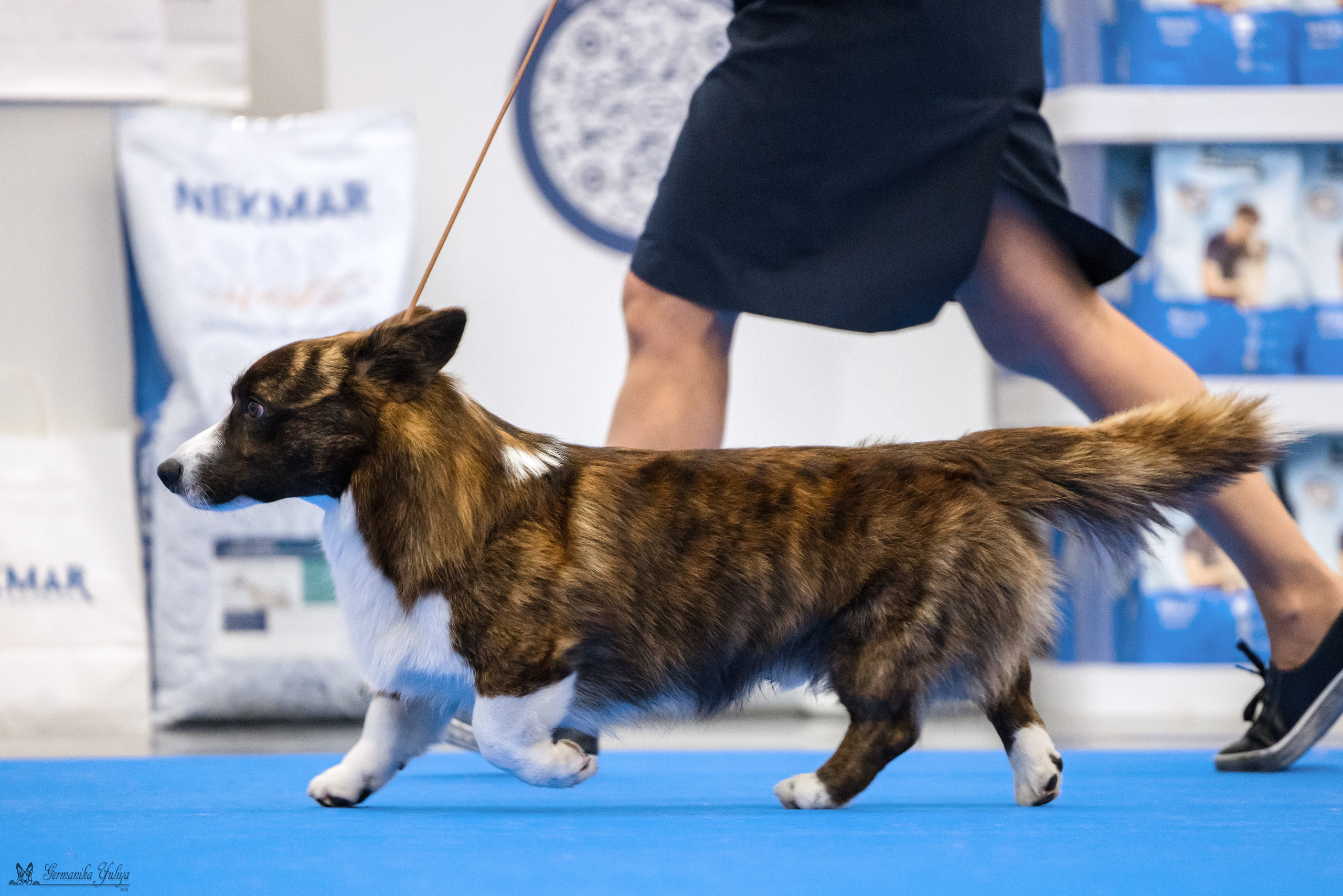 Нижний Новгород 21-22.10.2023. Фотограф-анималист Юлия Германика