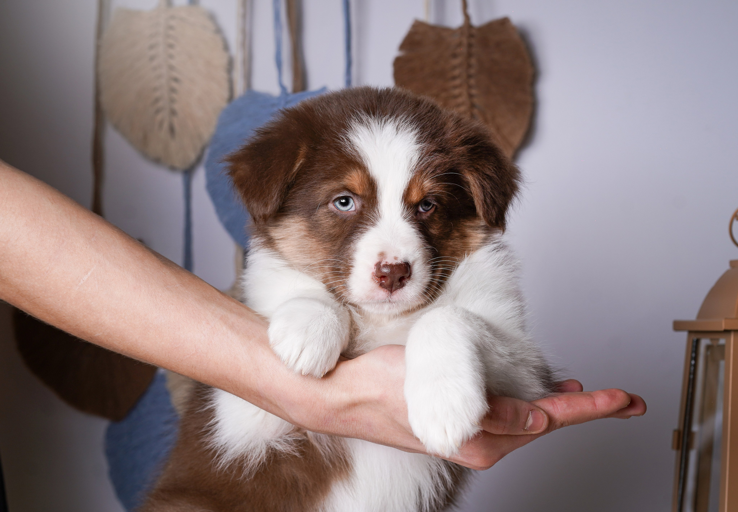 Щенки аусси. Фотограф-анималист в Санкт-Петербурге Яна Мартынова