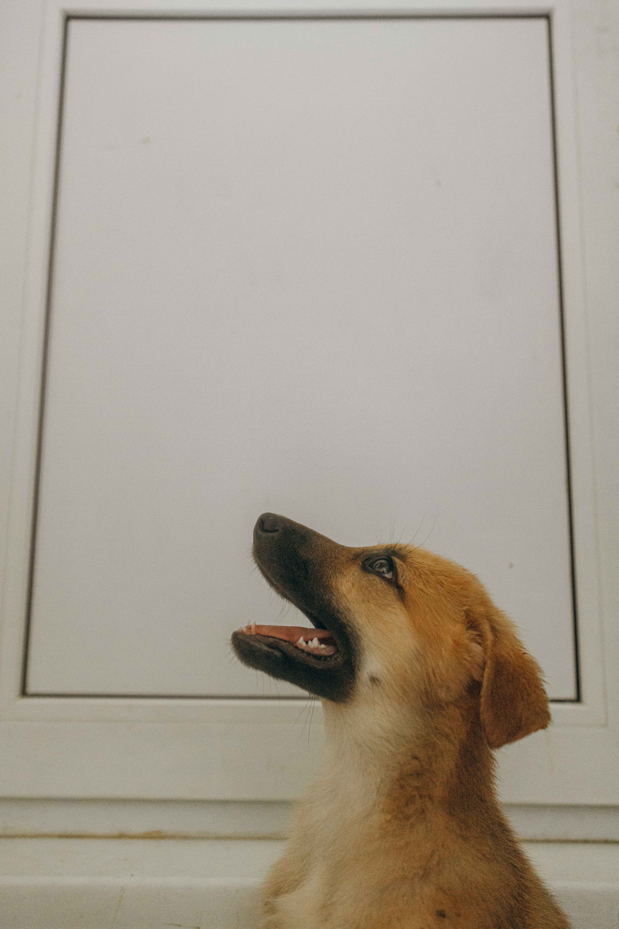 Щеночки на кухне. Фотограф-анималист в Москве Лера Черноног