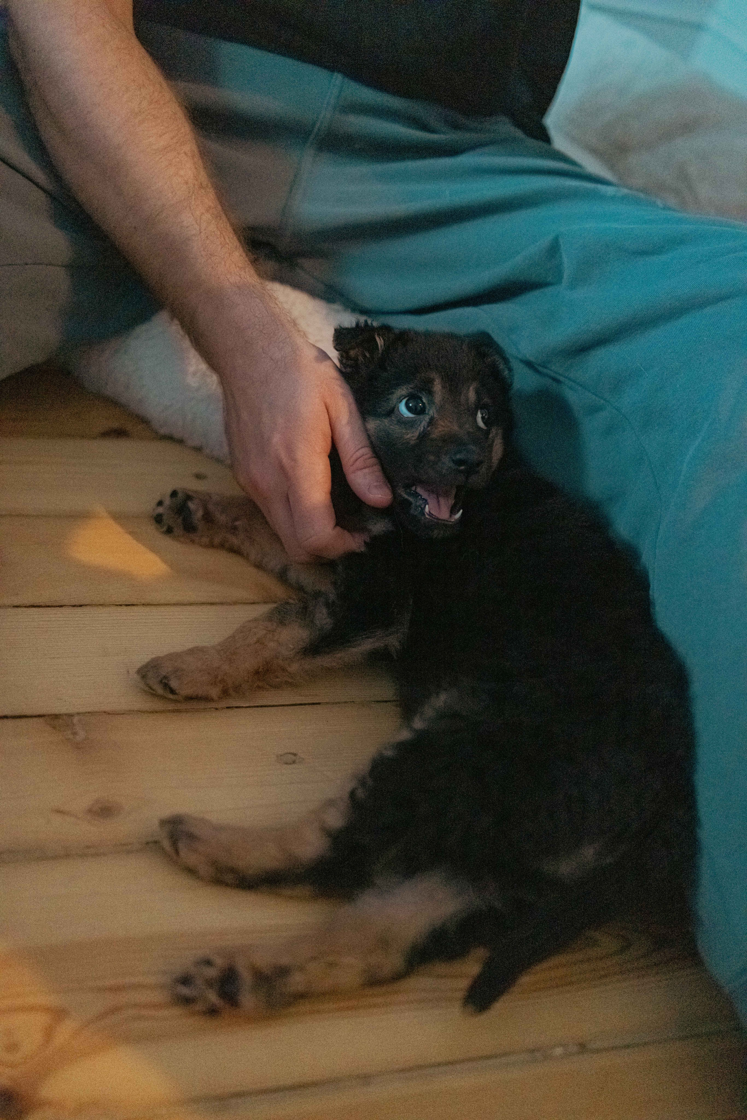 Пеппа. Фотограф-анималист в Москве Лера Черноног