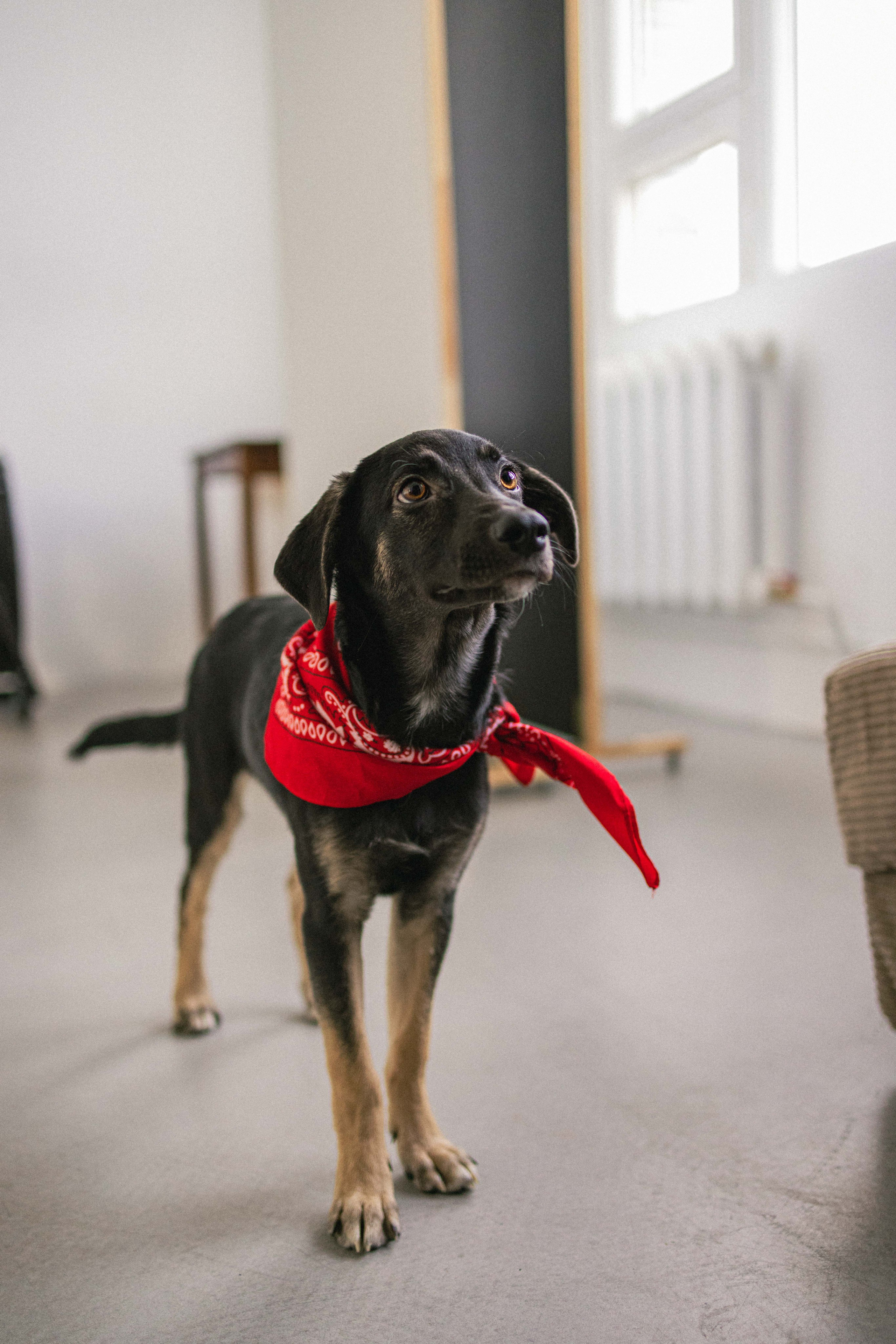 Крис и Тэдди. Фотограф-анималист в Москве Лера Черноног