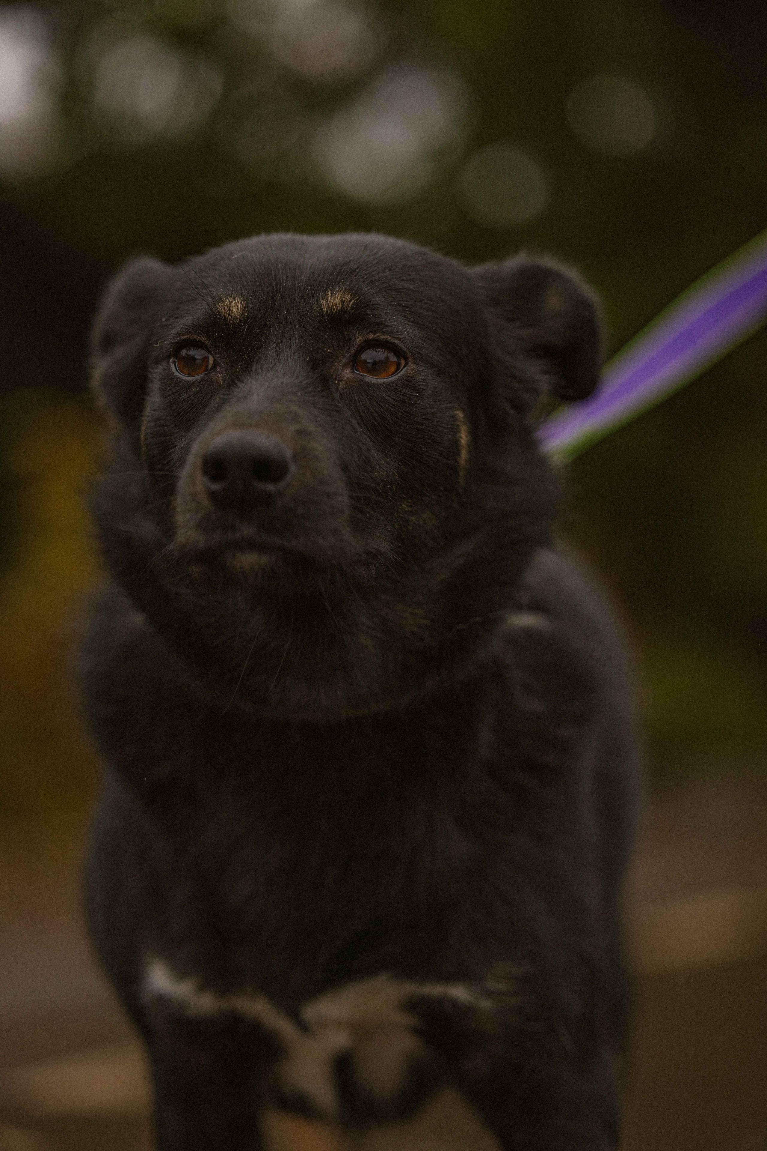 Передержка. Фотограф-анималист в Москве Лера Черноног