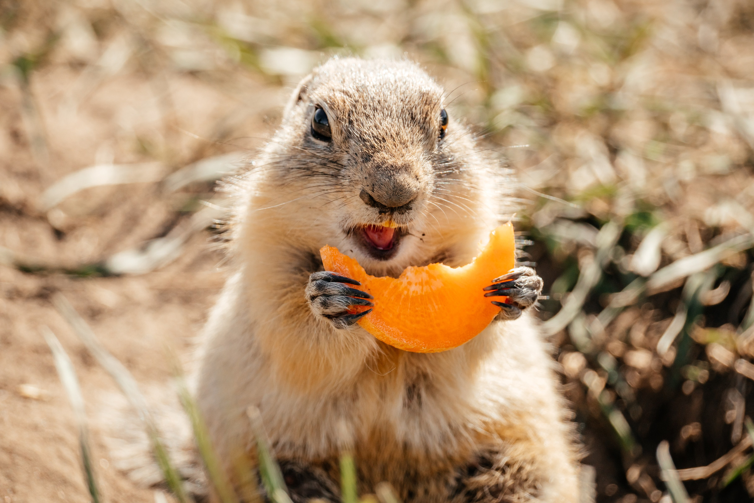 Суслики. Фотограф в Красноярске Оксана Корчагина