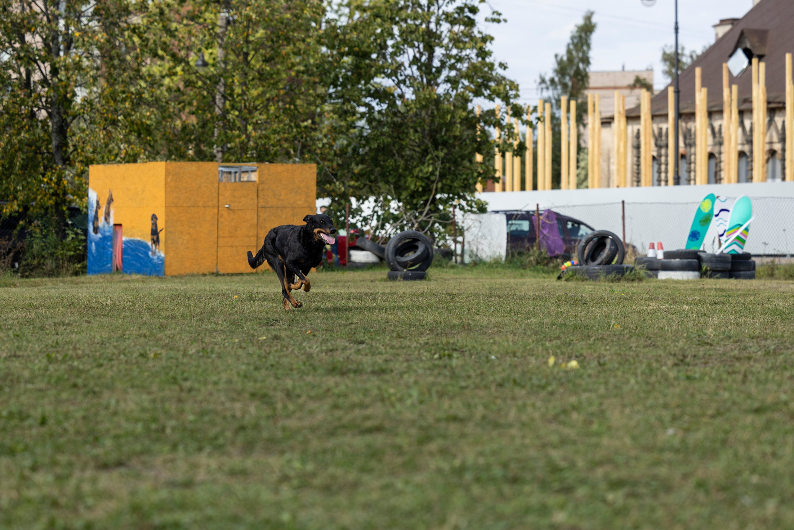 Испытания по Мондьорингу г. Пушкин. Фотограф-анималист Анна Маринич