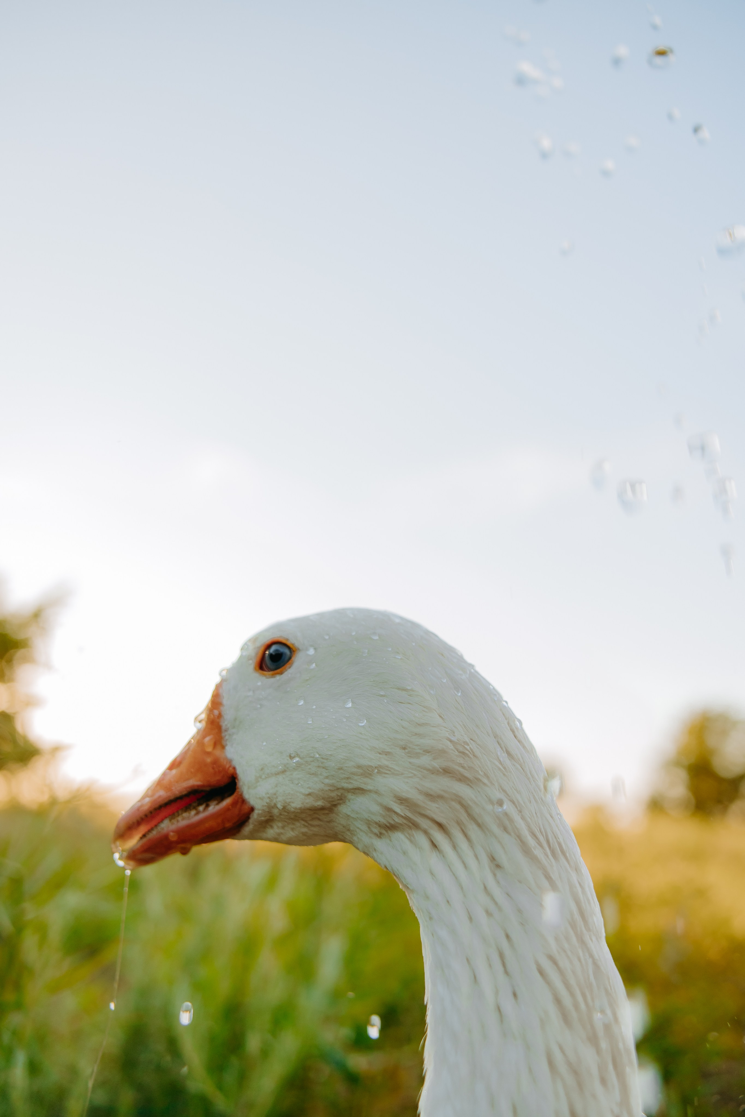 Глеб и Нильс. Фотограф в Саратове Александр Кухаренко. И не только в Саратове :)