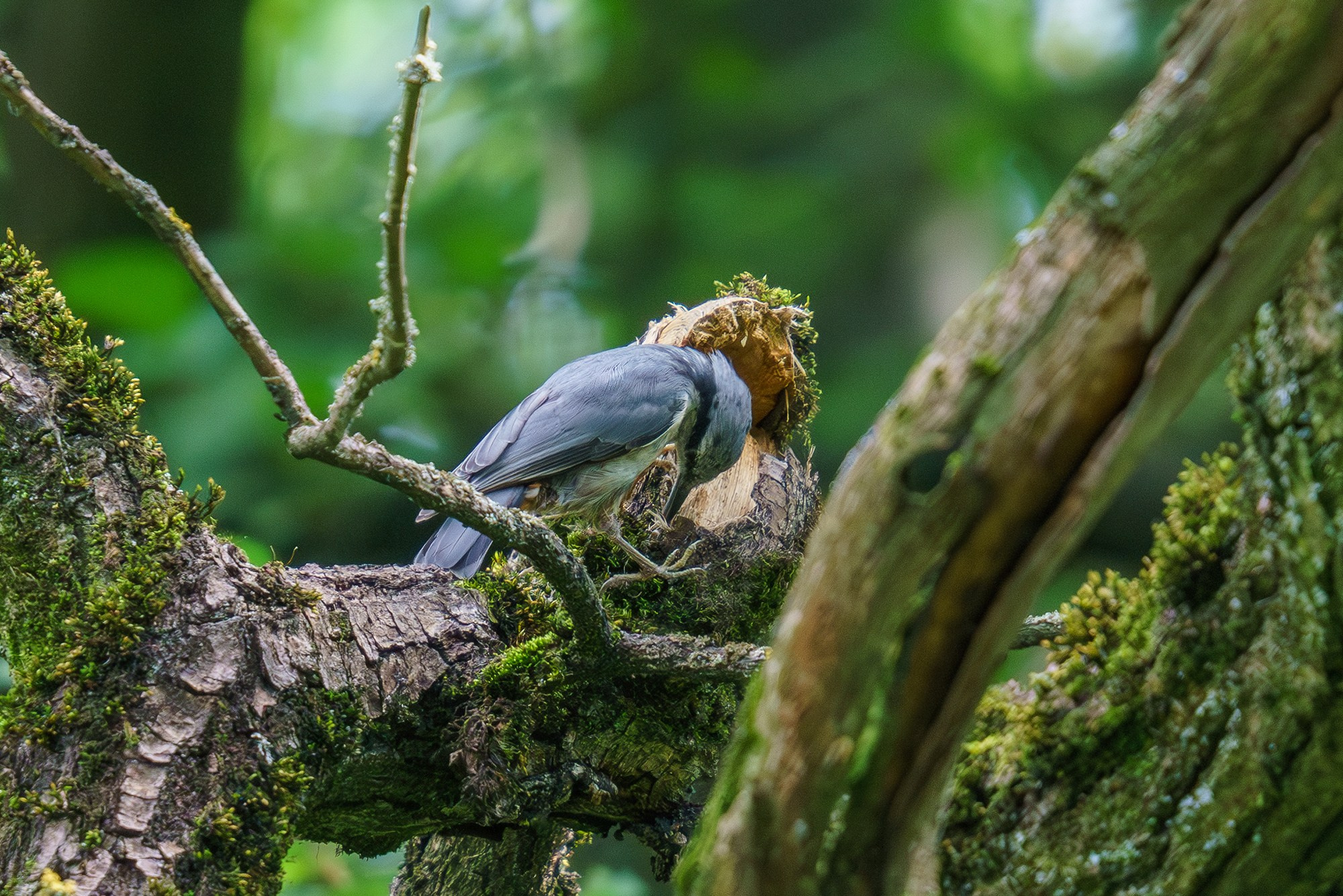 Удивительные мир птиц. Вокруг нас столько прекрасного — присмотритесь!. Ваш личный фотограф Марина Волкова