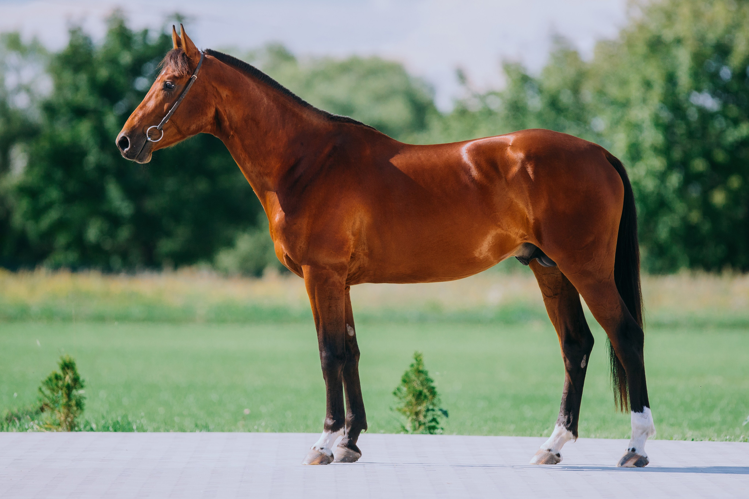 Экстерьеры. Фотограф-анималист Ксендзова Кристина