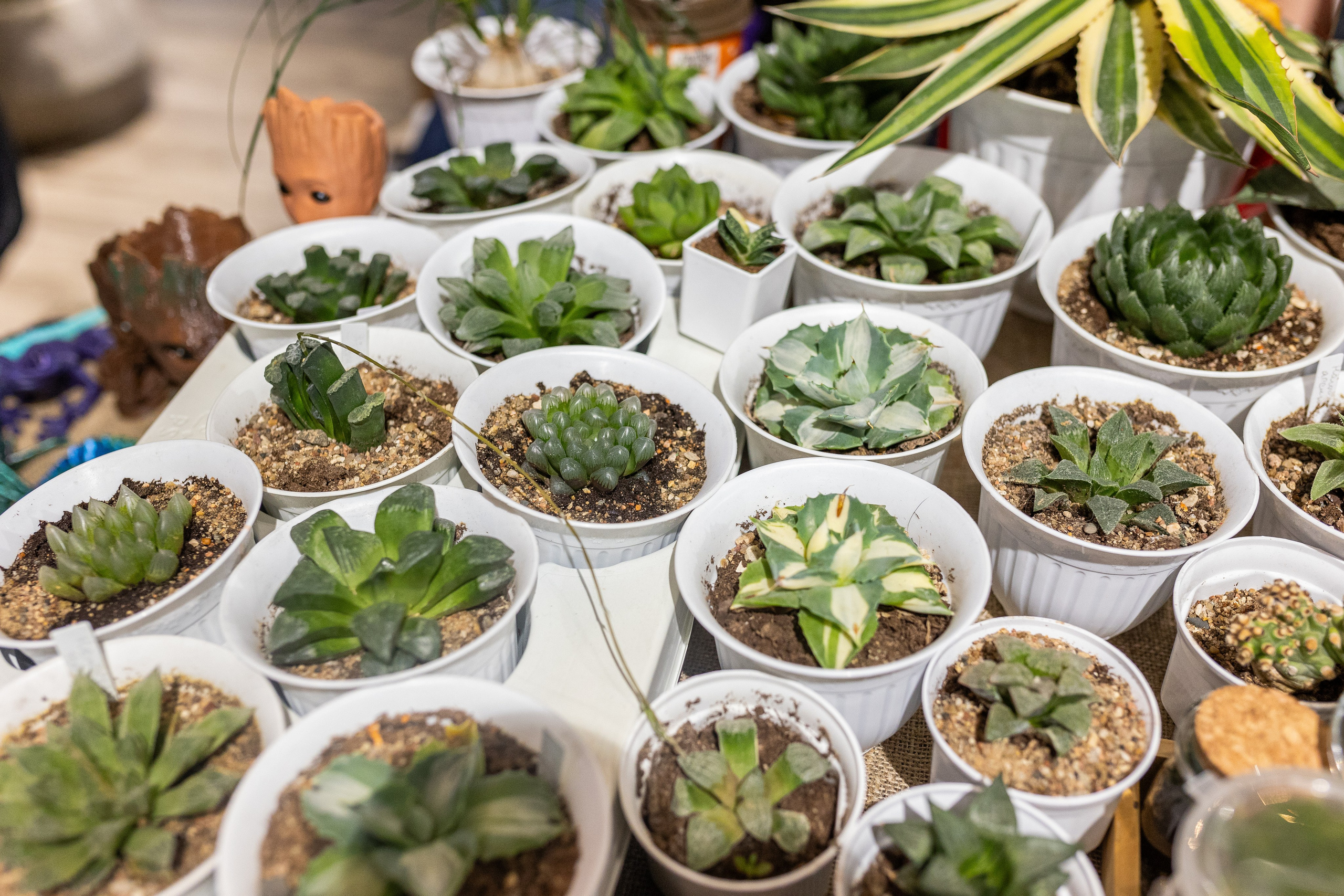 GreenRare ярмарка 2024. Александра Куликова фотограф, Москва