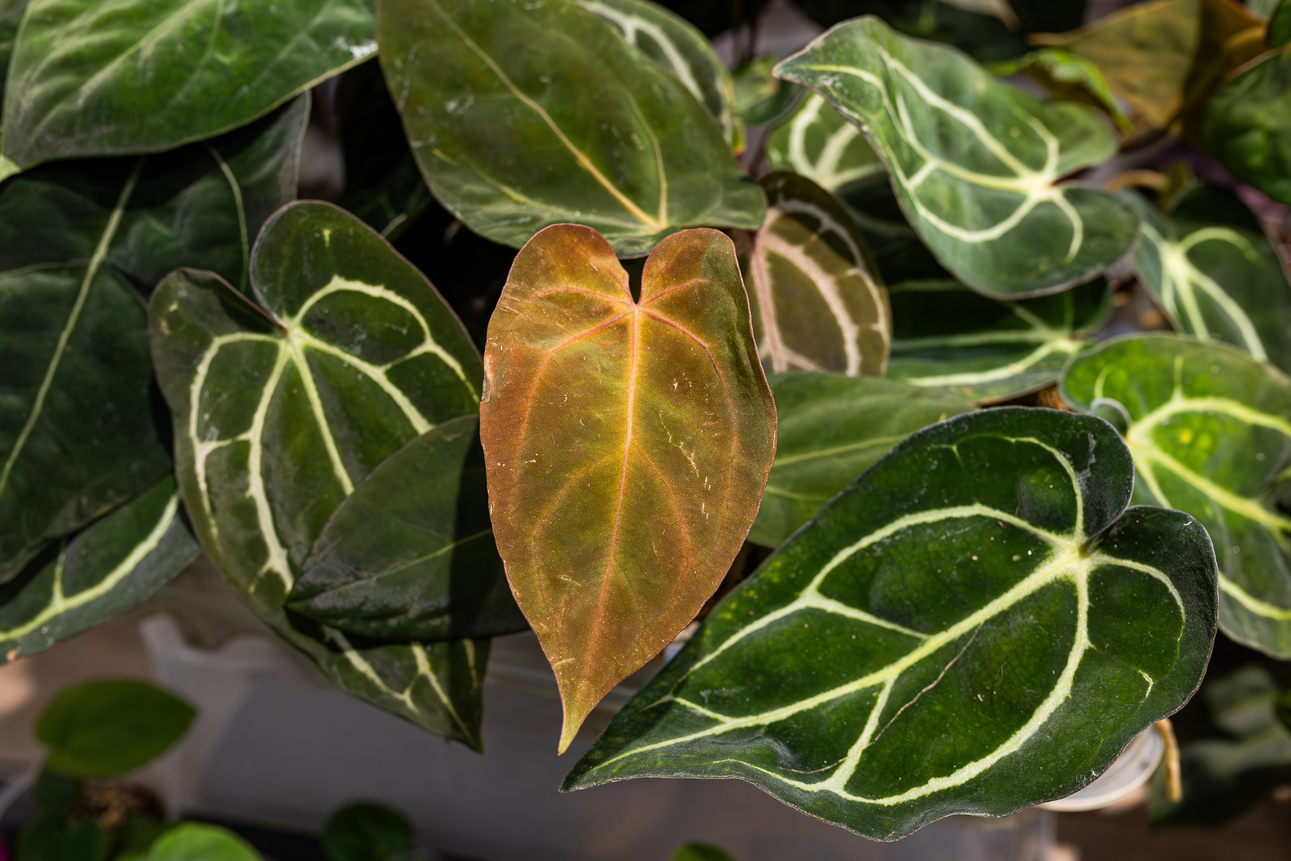 Green rare июнь 2025. Александра Куликова фотограф, Москва